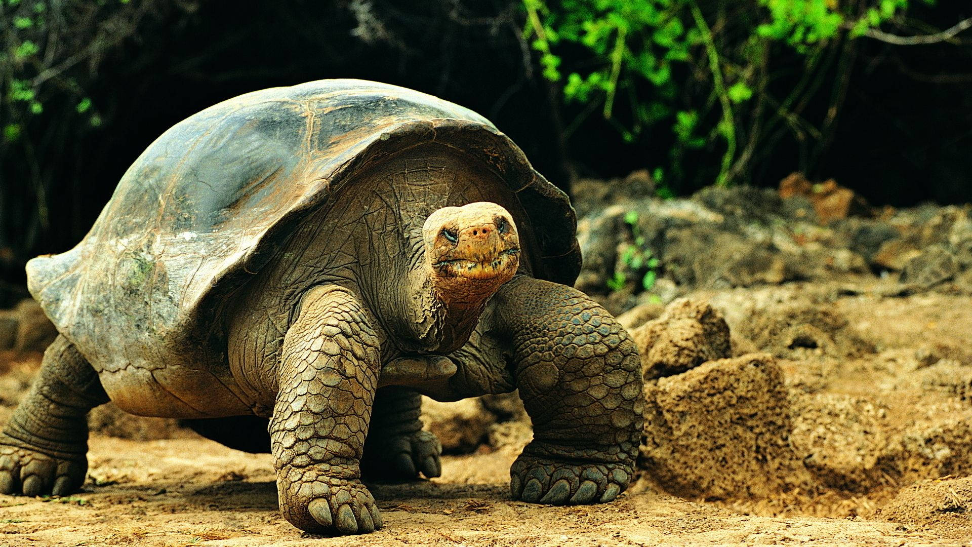 Tortoise In Nature Background