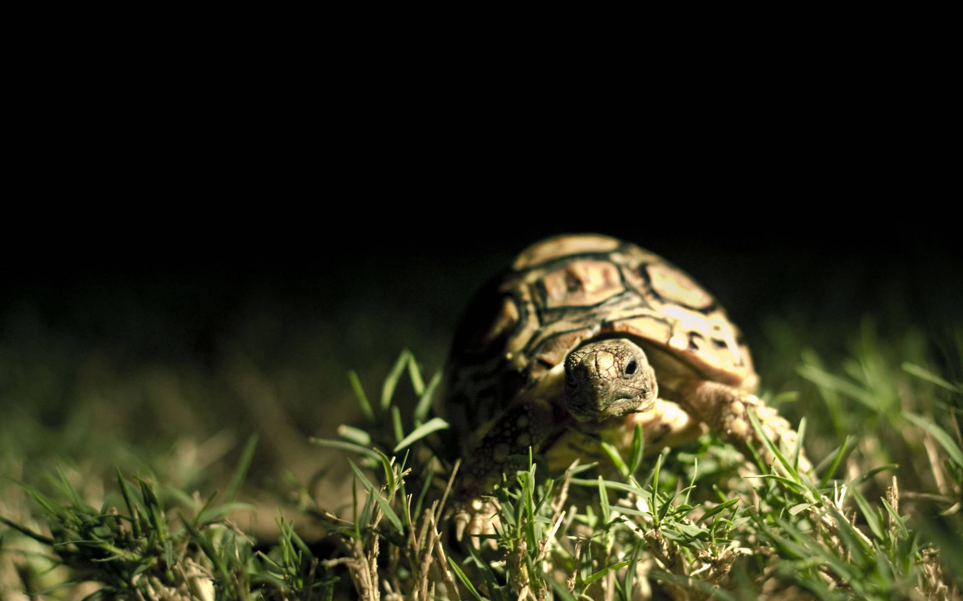 Tortoise In The Dark Background