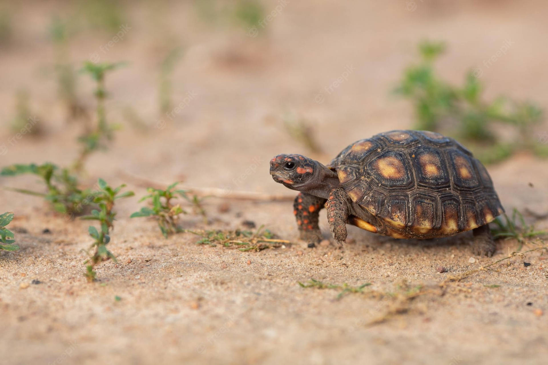 Tortoise In The Sand Background