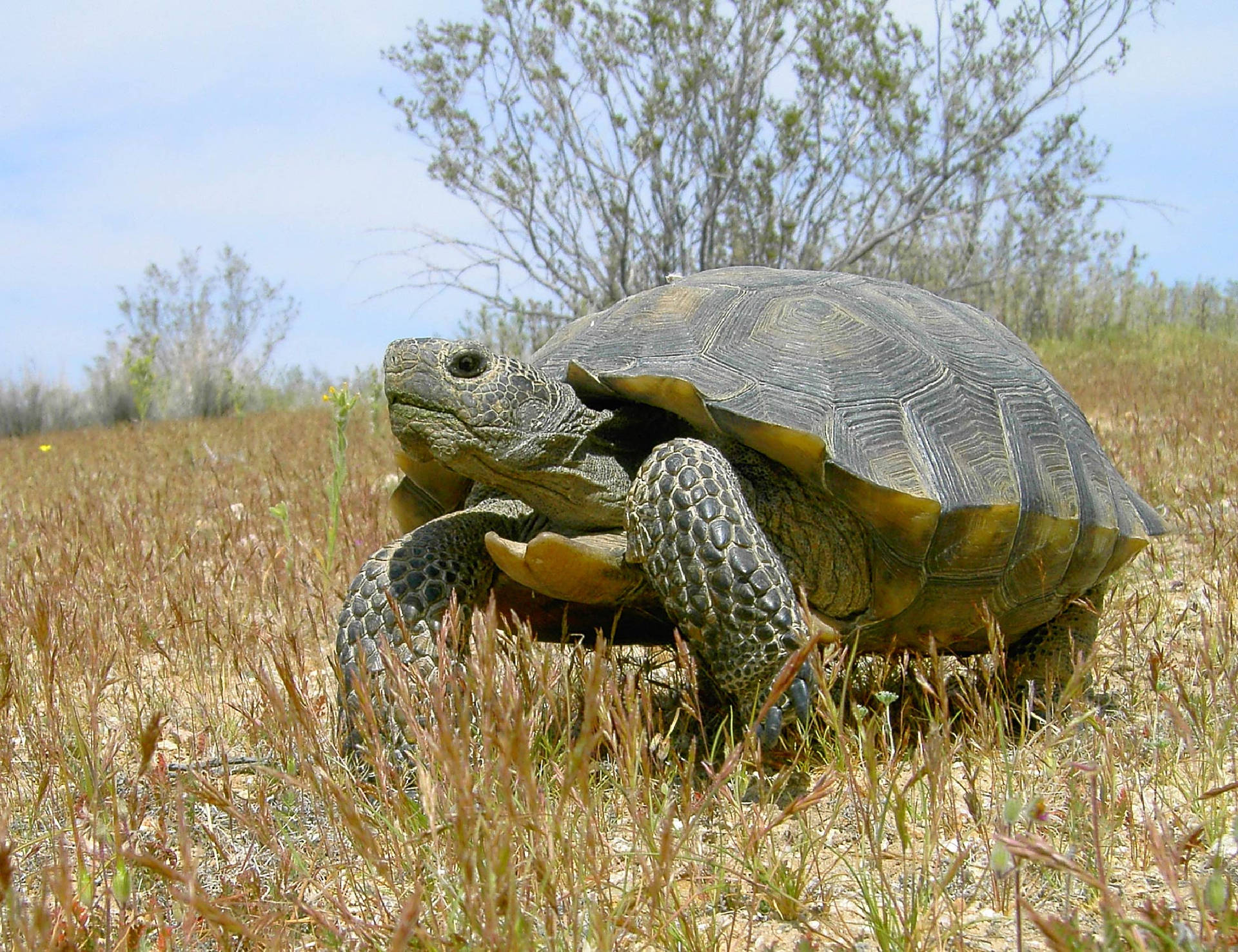 Tortoise Looking Up