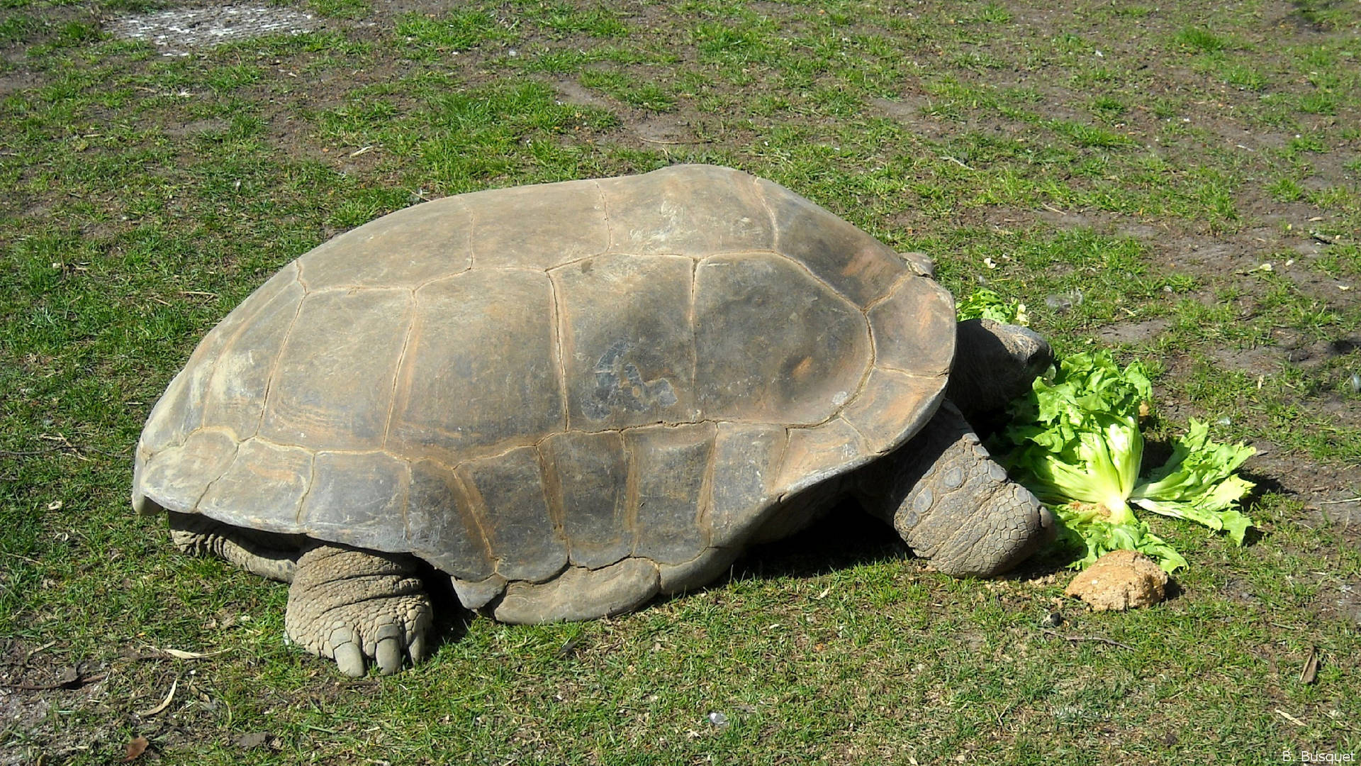 Tortoise Munching A Leafy Plant Background