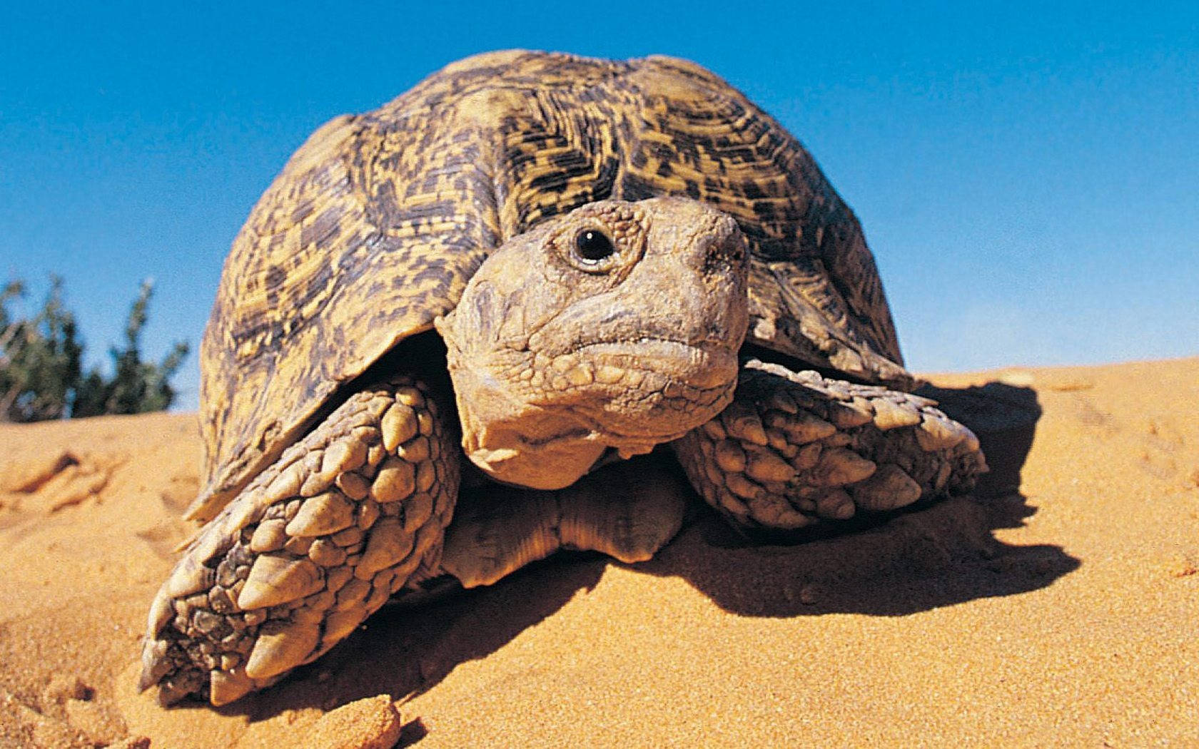 Tortoise On Yellow Brown Sand And Blue Sky Background