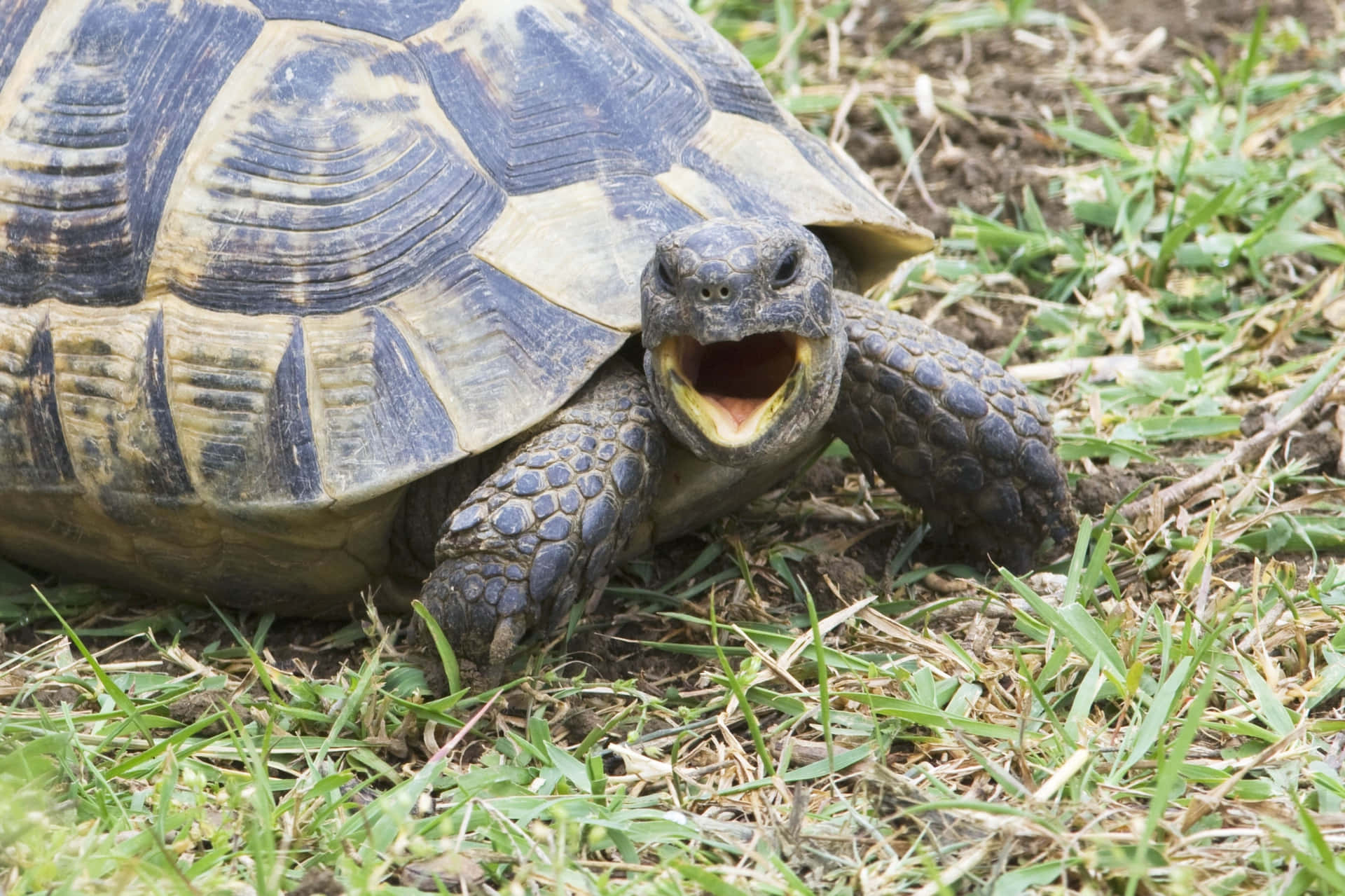 Tortoise_ Open_ Mouth_ Grass Background