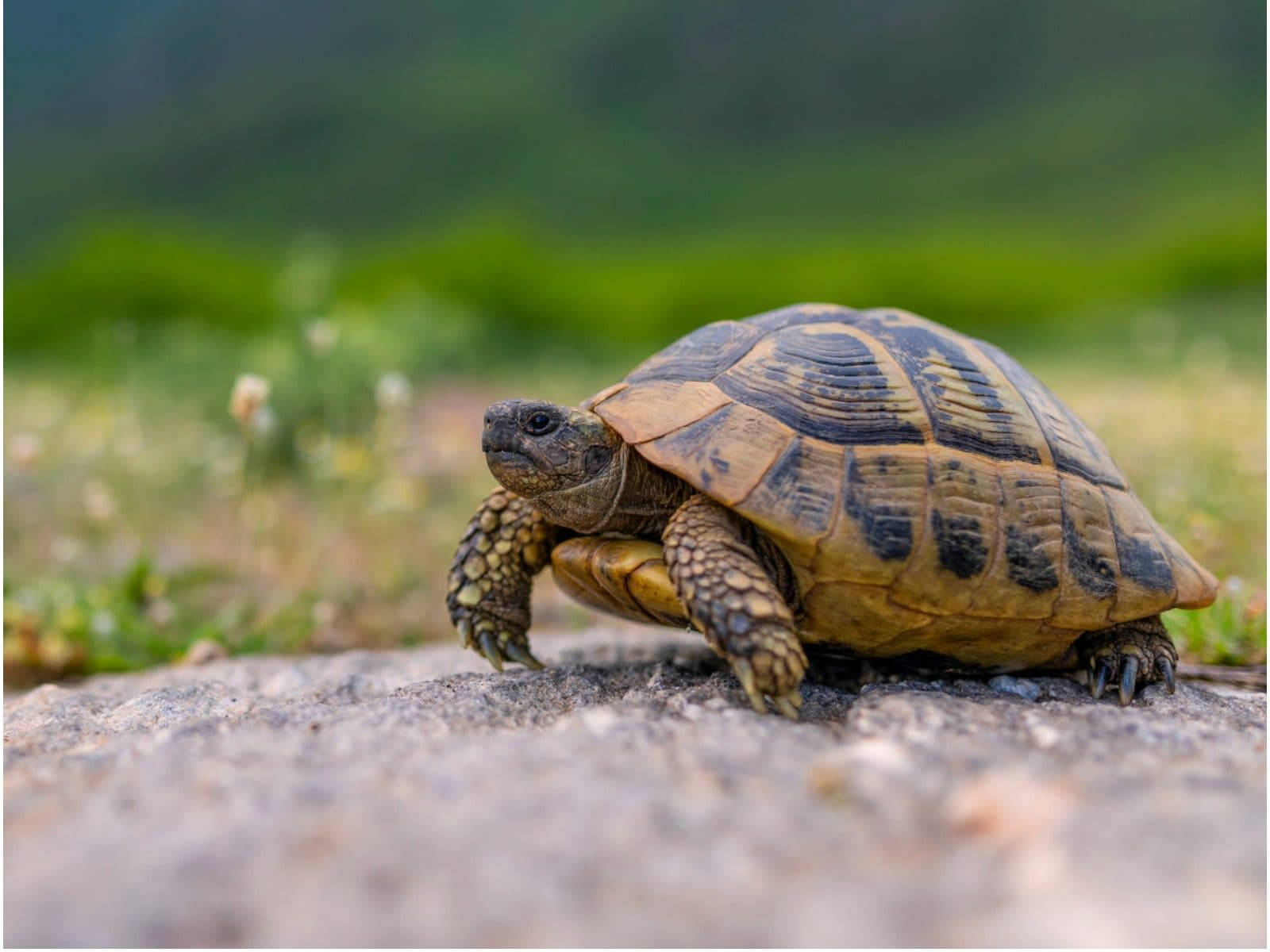 Tortoise Reptile In Nature Background