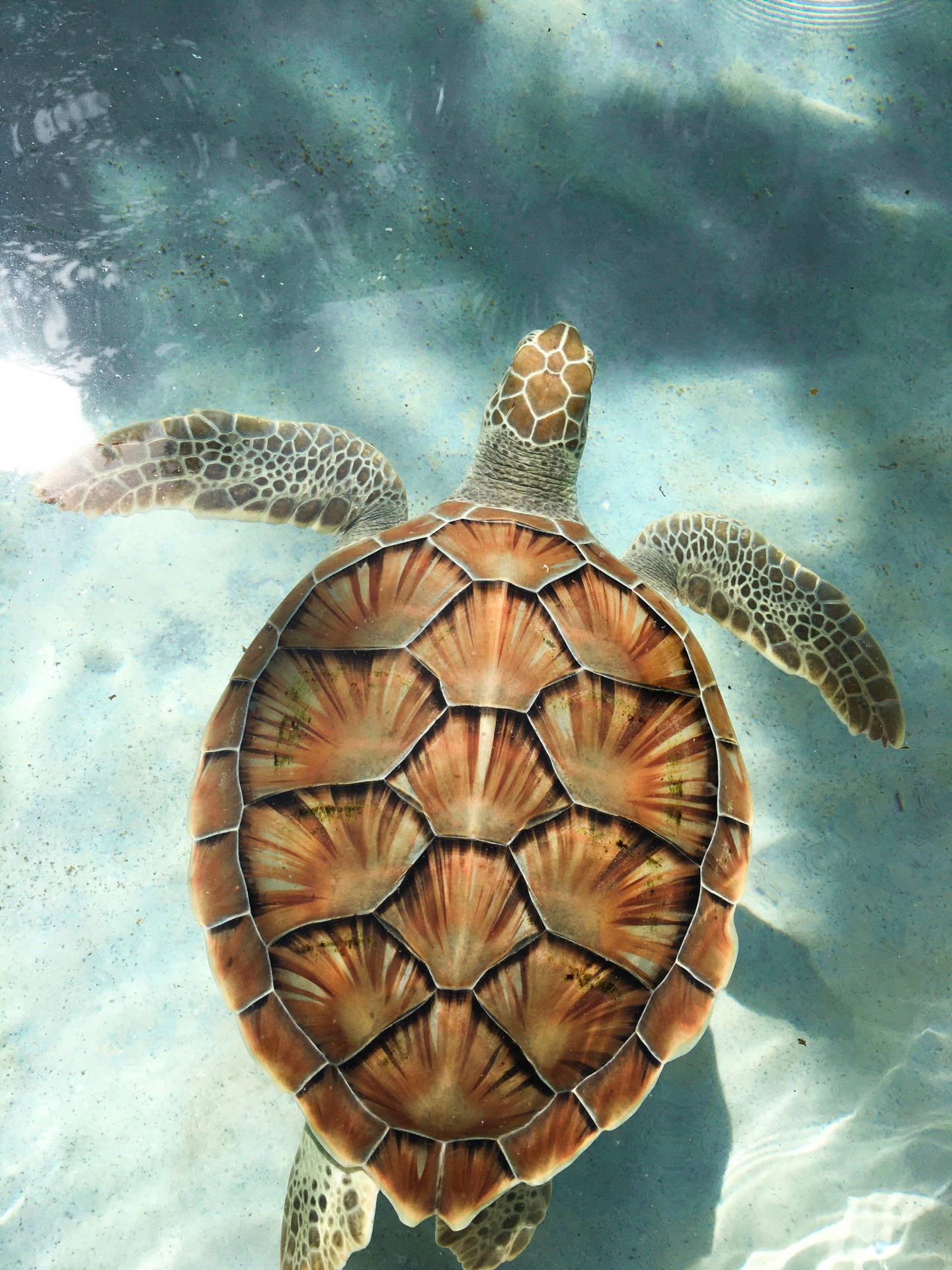 Tortoise Swimming In Azure Waters Background