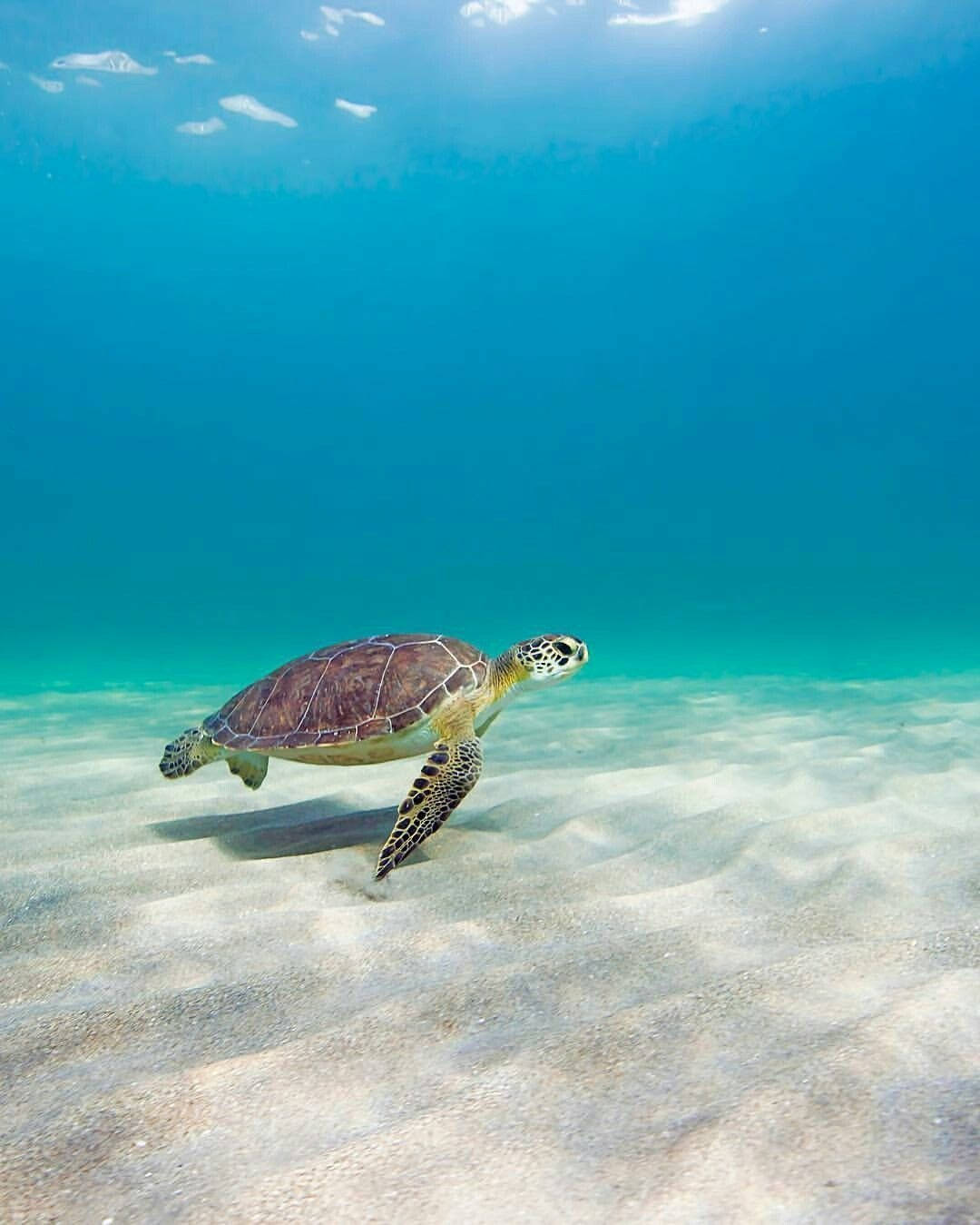 Tortoise Under The Sea Background