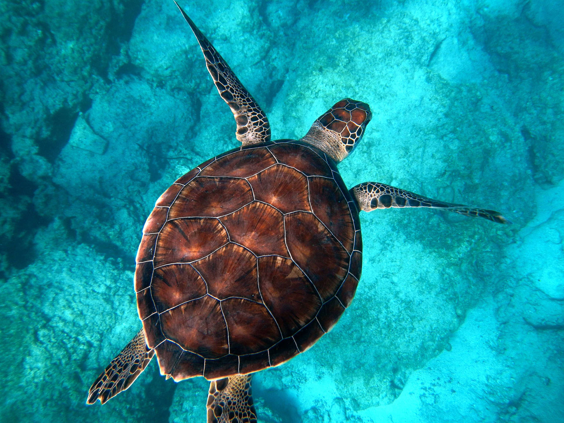 Tortoise Underwater Aesthetic Background