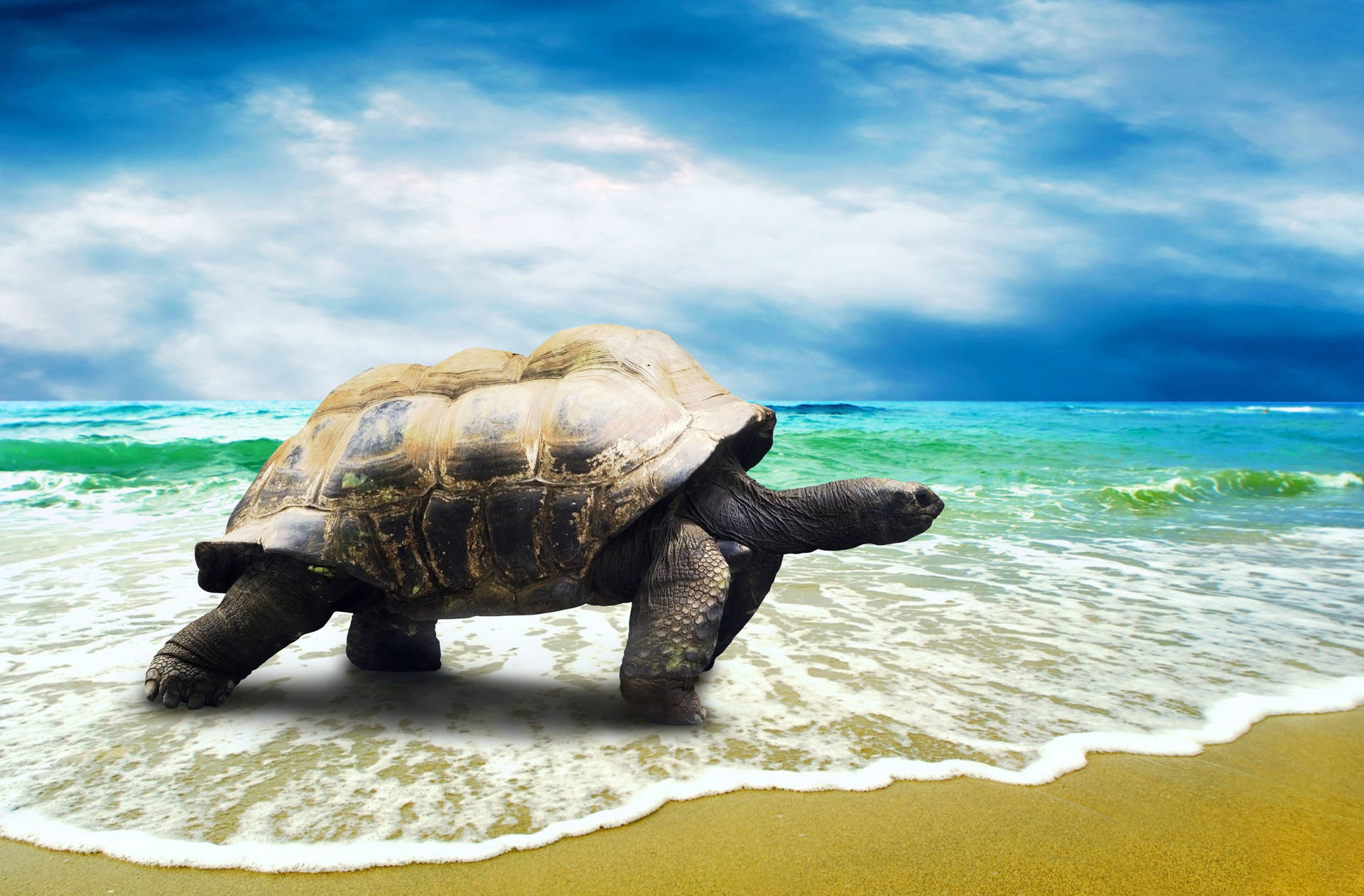 Tortoise Walking On The Shore Background