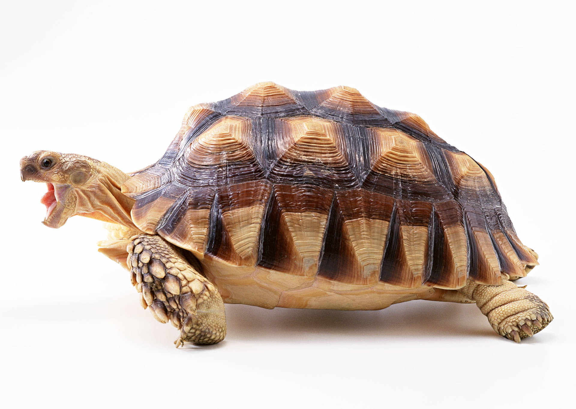 Tortoise With Amazing Shell Patterns Background