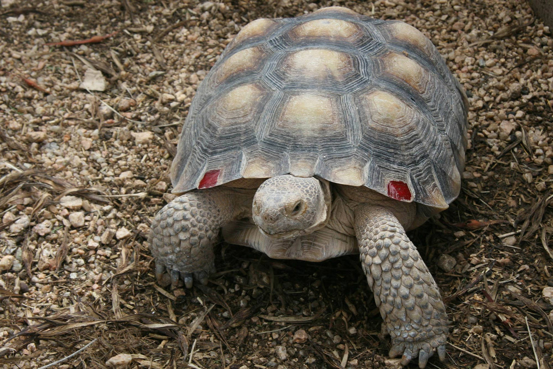 Tortoise With Red Marks On Its Shell Background