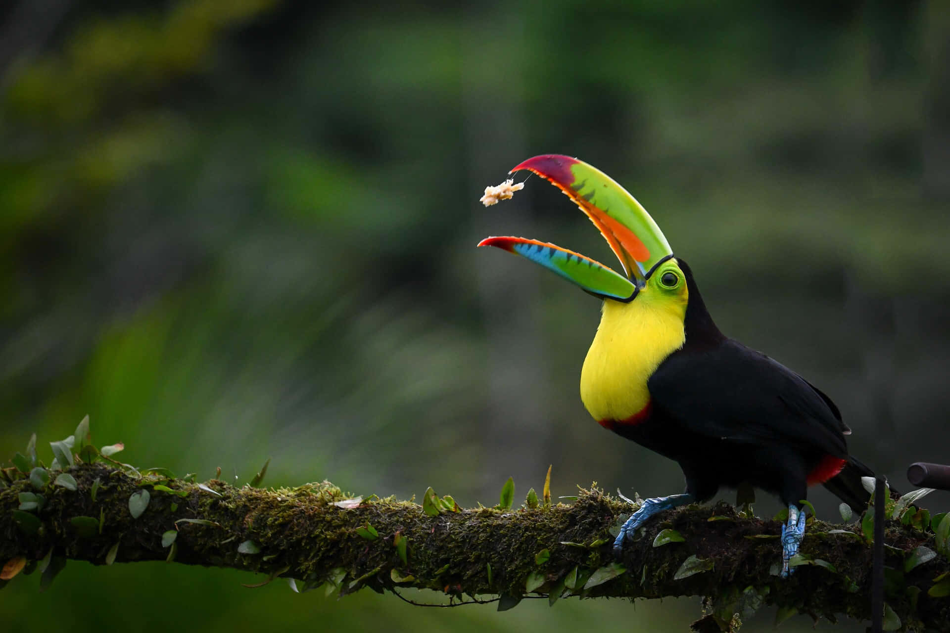 Toucan Catching Foodin Flight Background