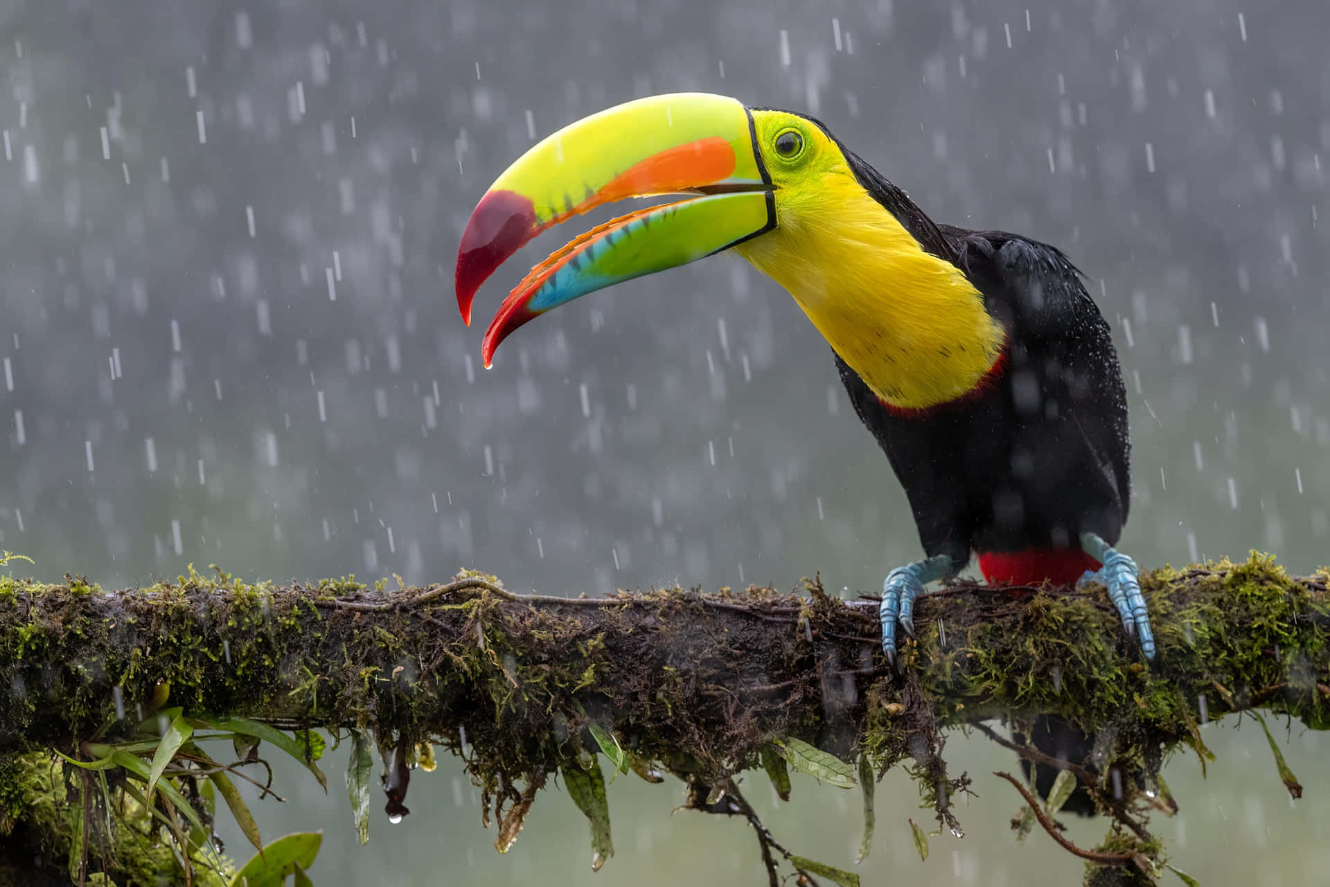 Toucanin Rainforest Rain Background