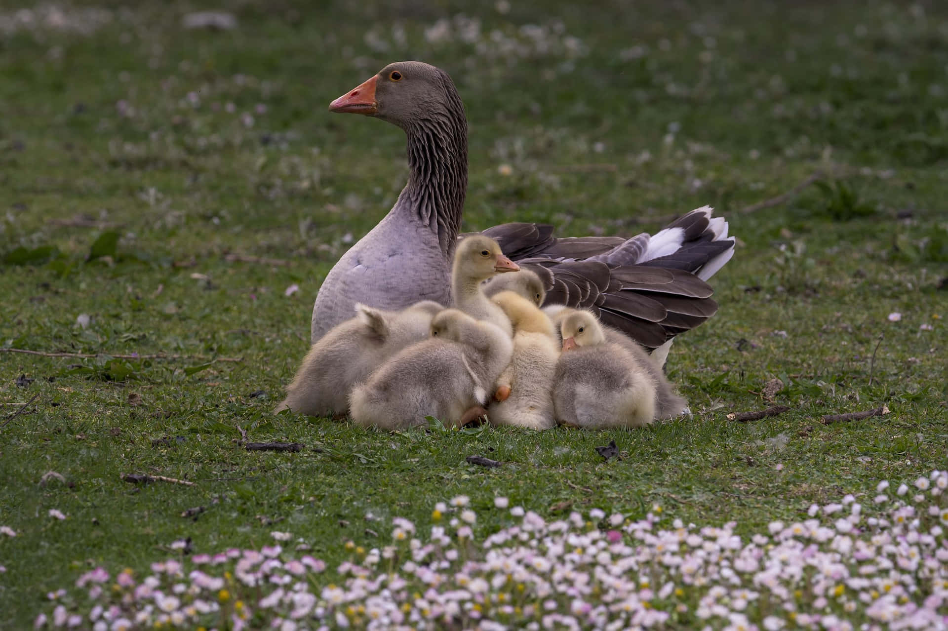 Toulouse Goose Mother Bird Background