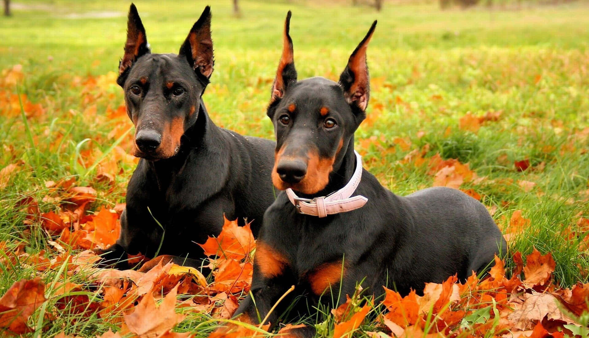 Touring A City With A Doberman Background