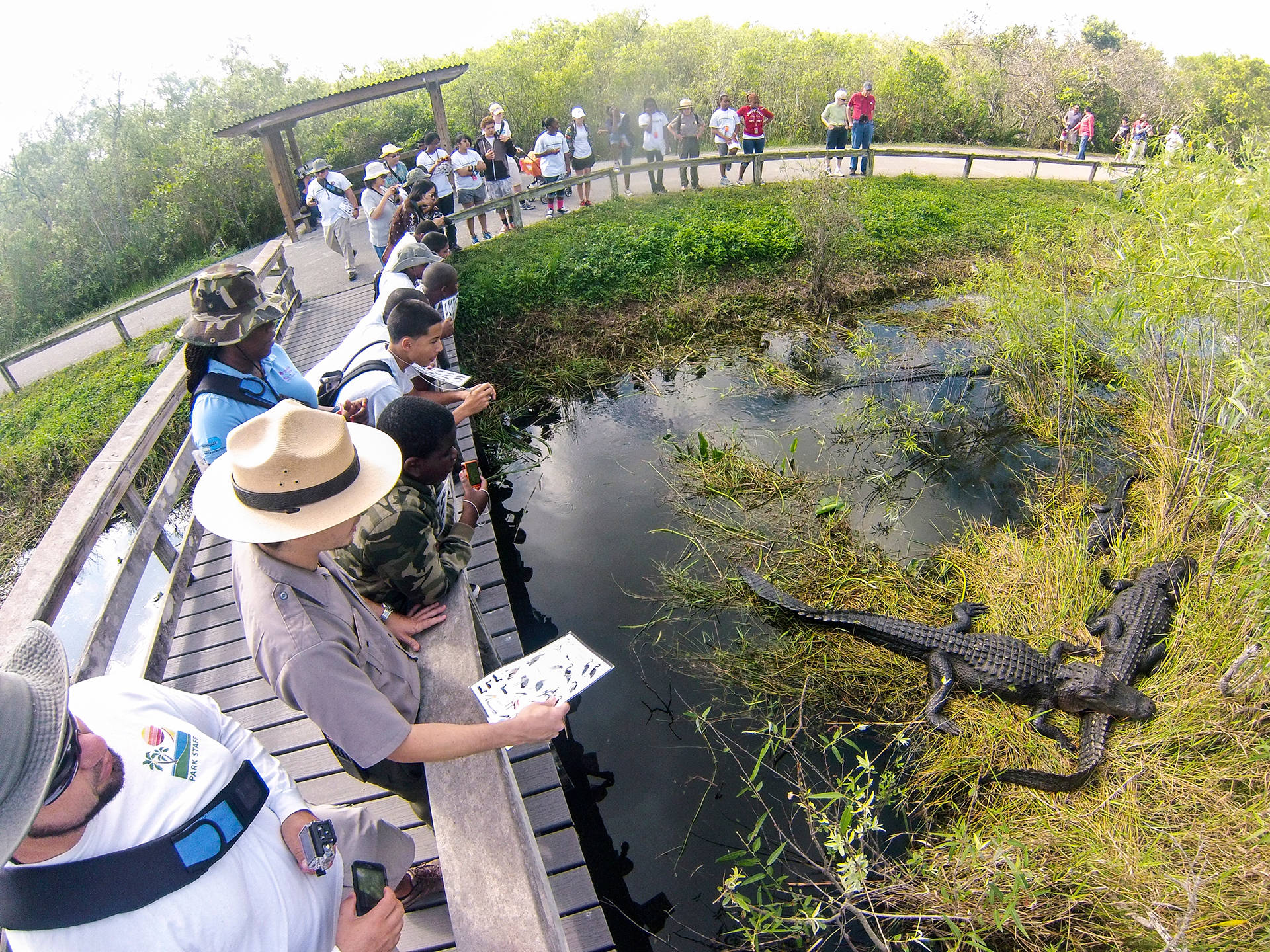 Tourists And Alligators Everglades National Park