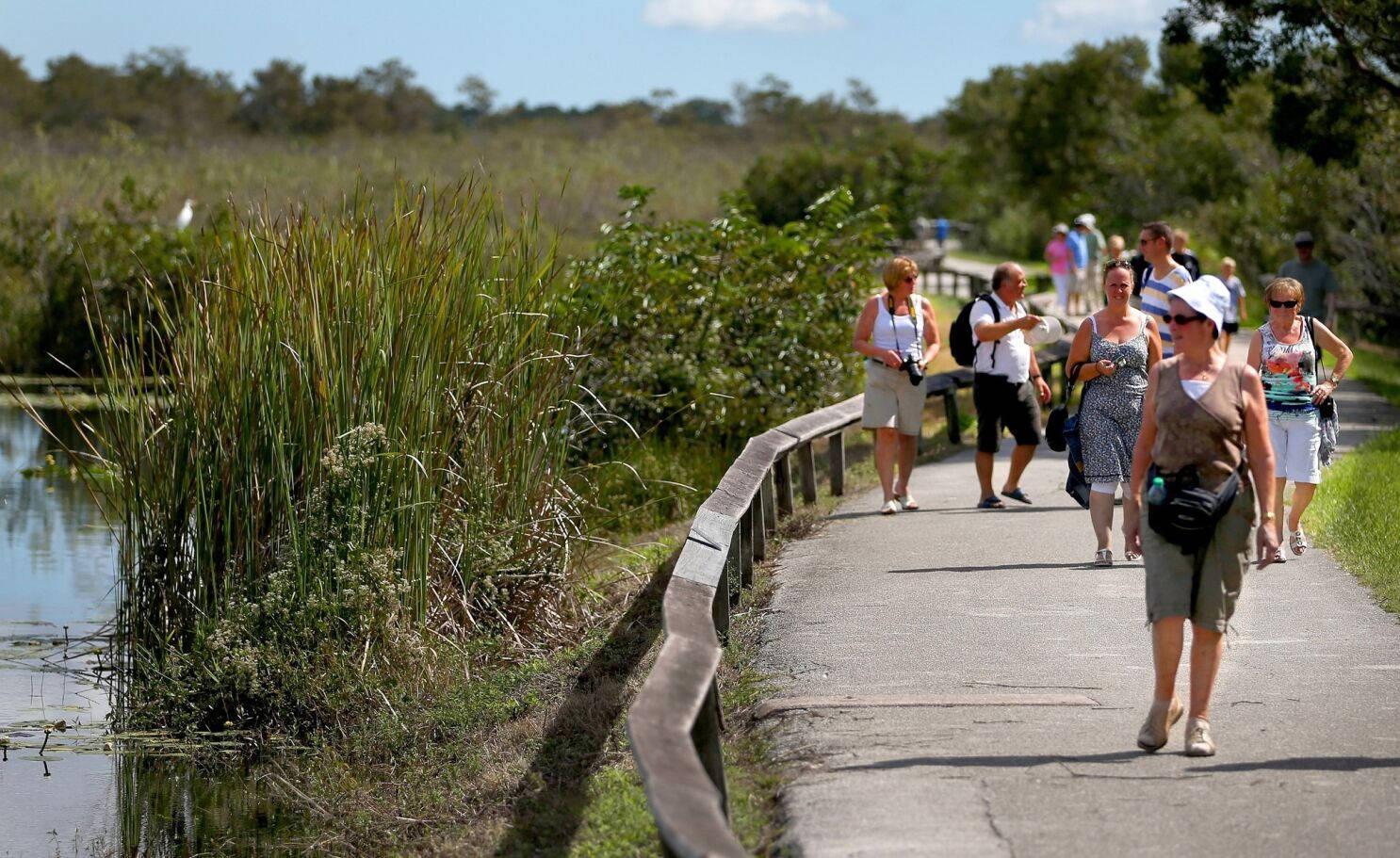 Tourists Walking Everglades National Park Background