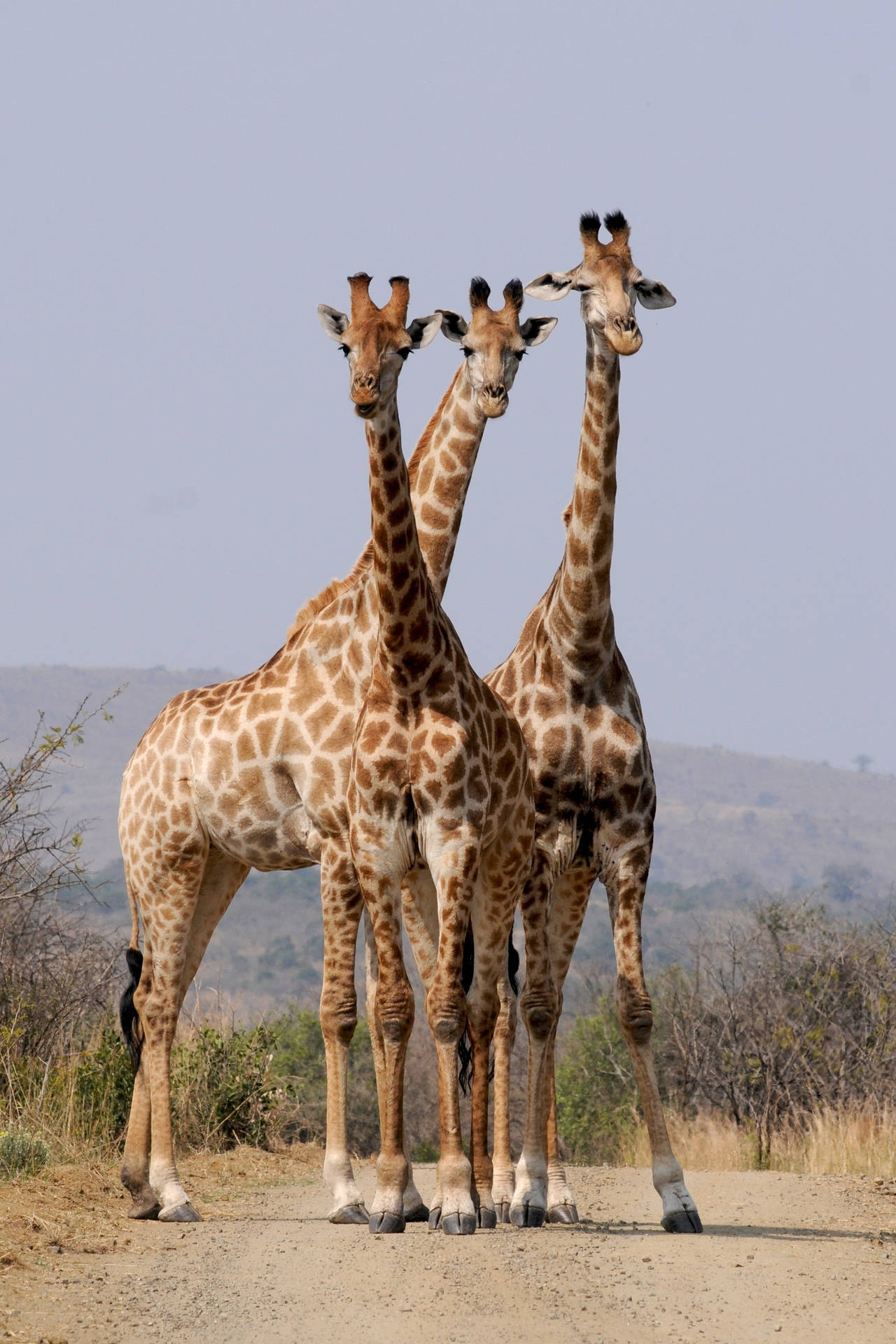Tower Of Giraffes Wild Animal Background