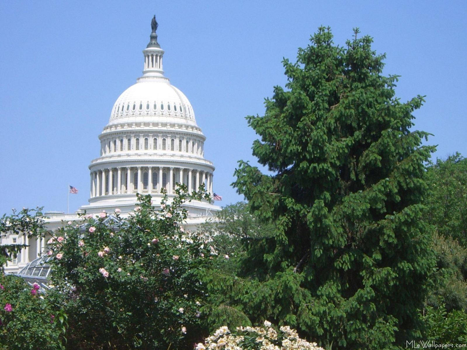 Towering Tree In Capitol Hill Background