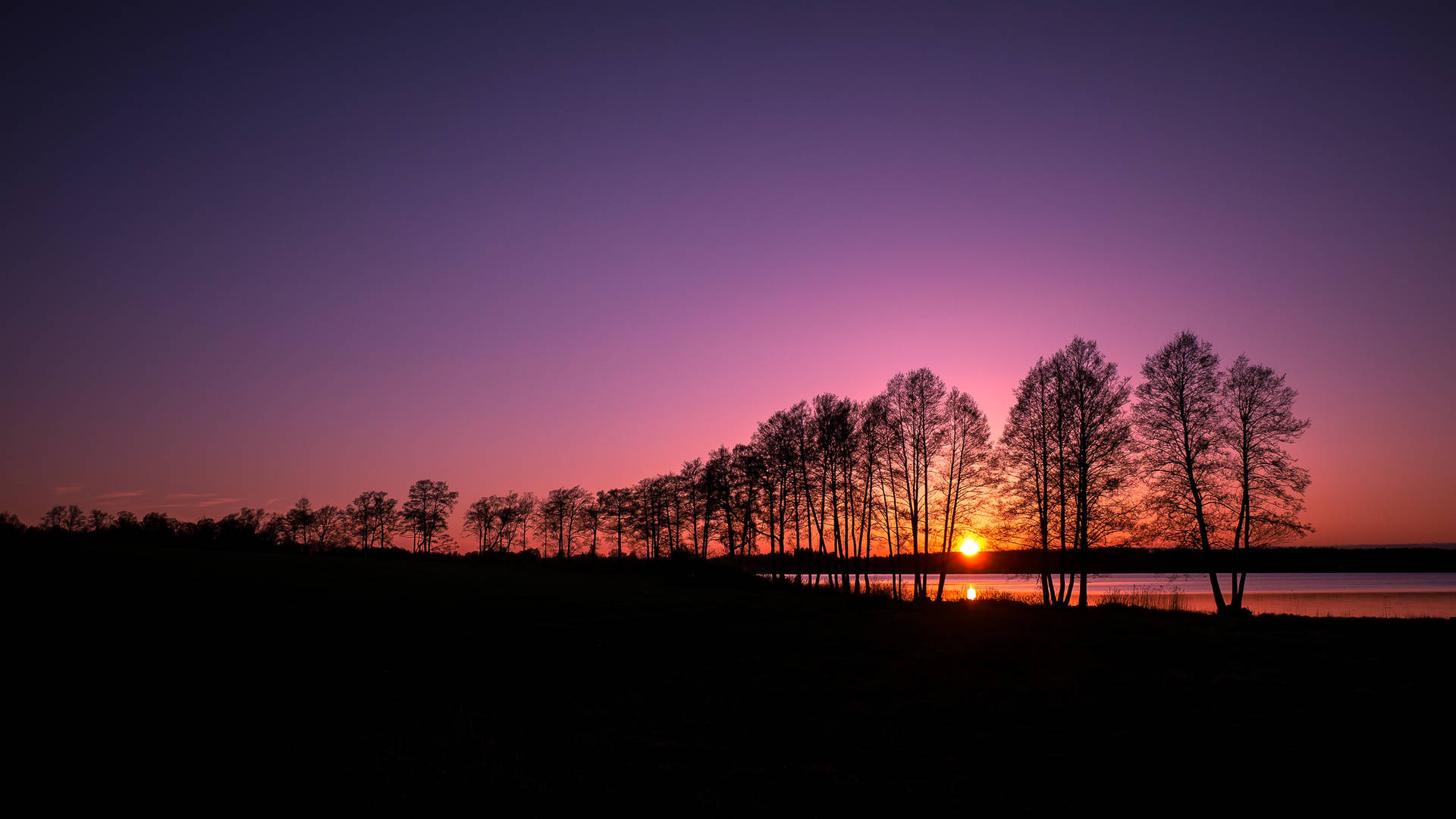 Towering Trees Sunset Desktop