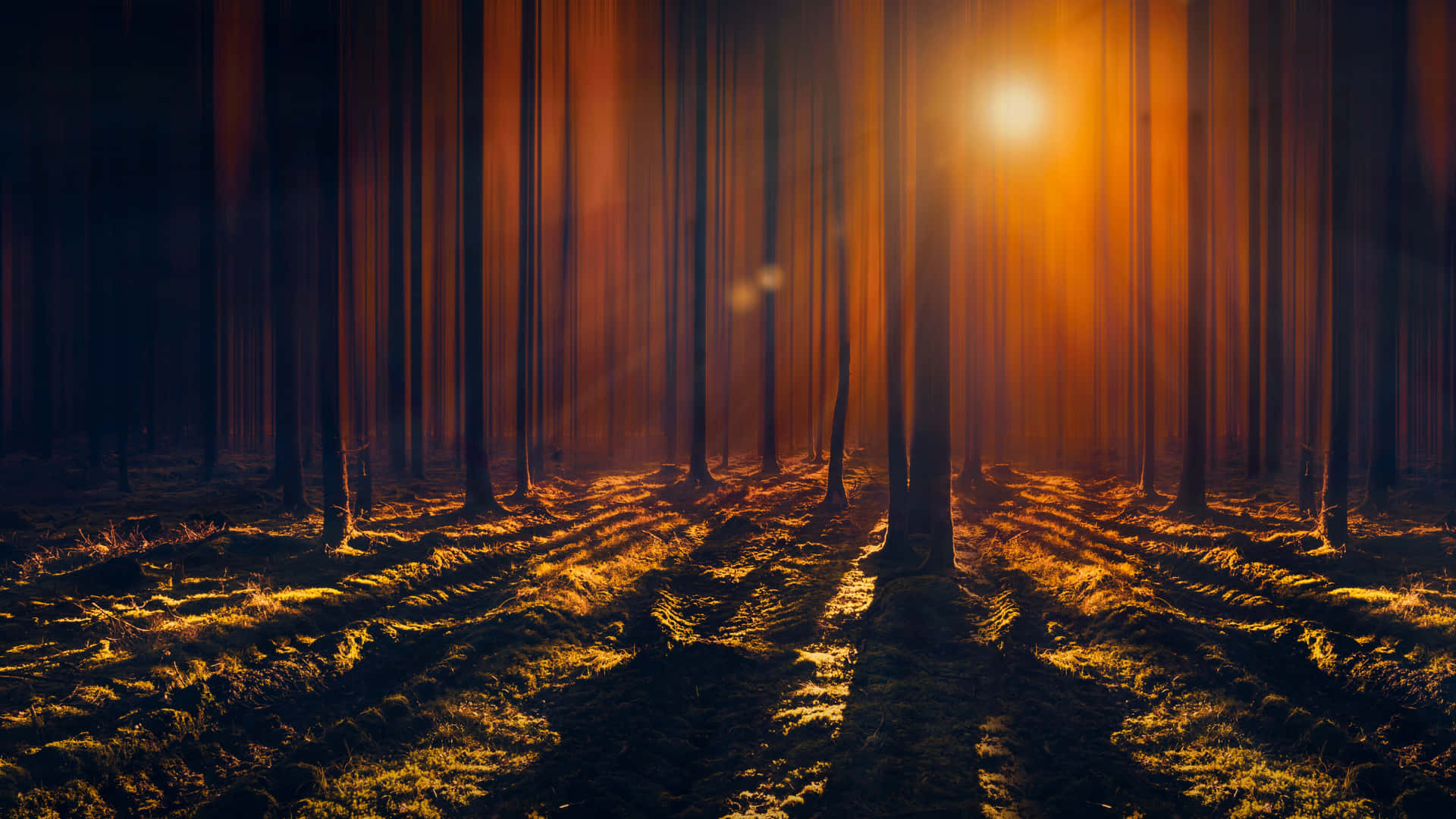 Towering Trees With Sun Rays