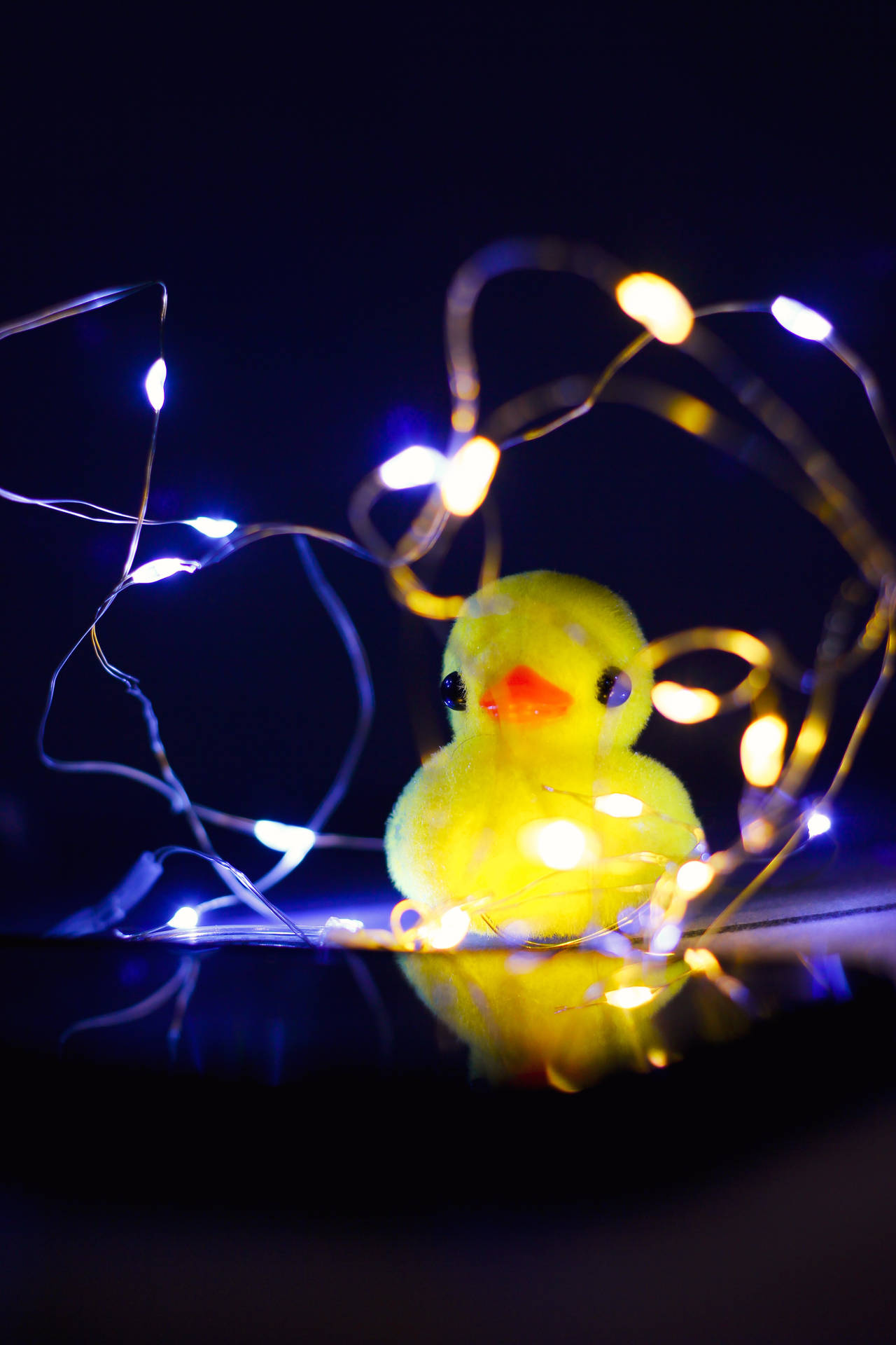 Toy Duck And String Lights Background