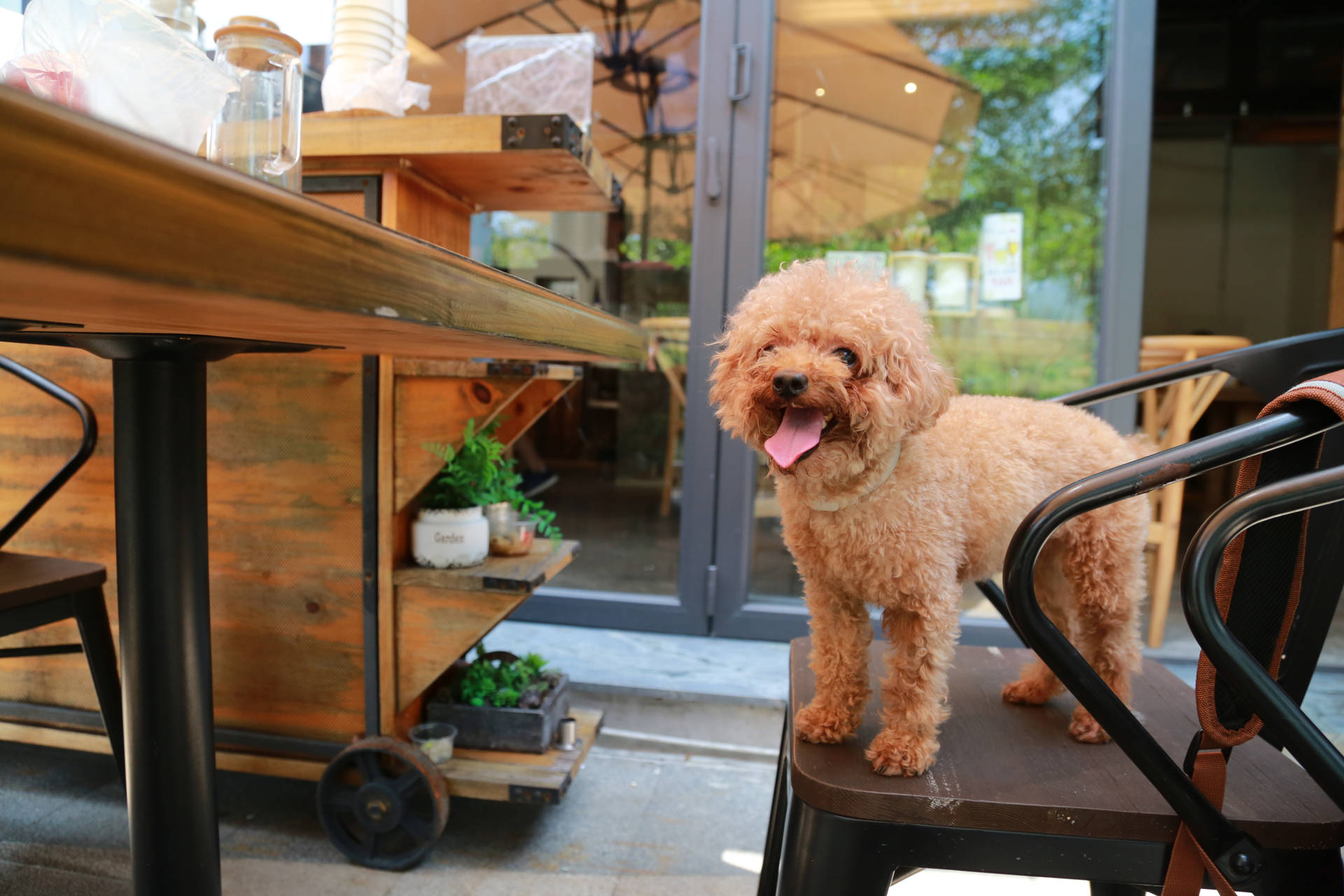 Toy Poodle In A Cafe Background