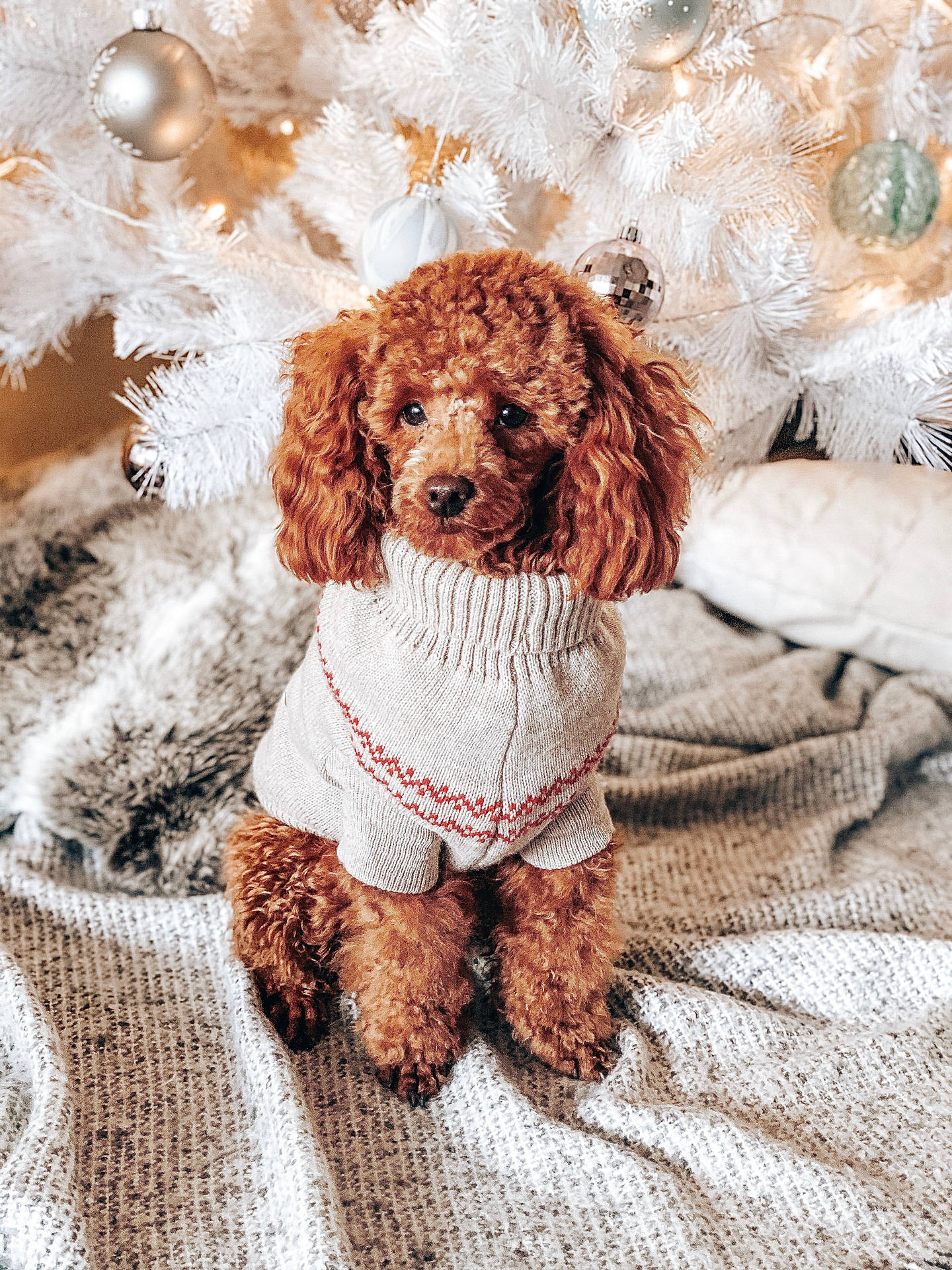 Toy Poodle Knit Sweater Background