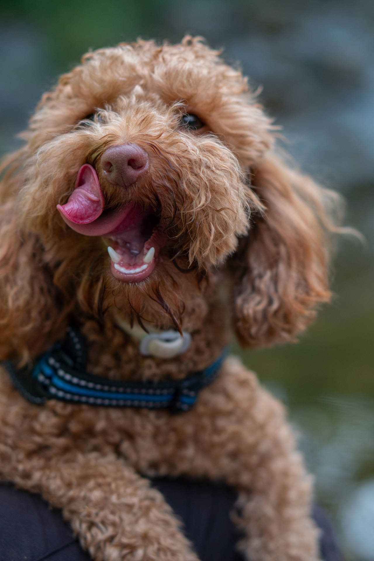 Toy Poodle Licking Face Background