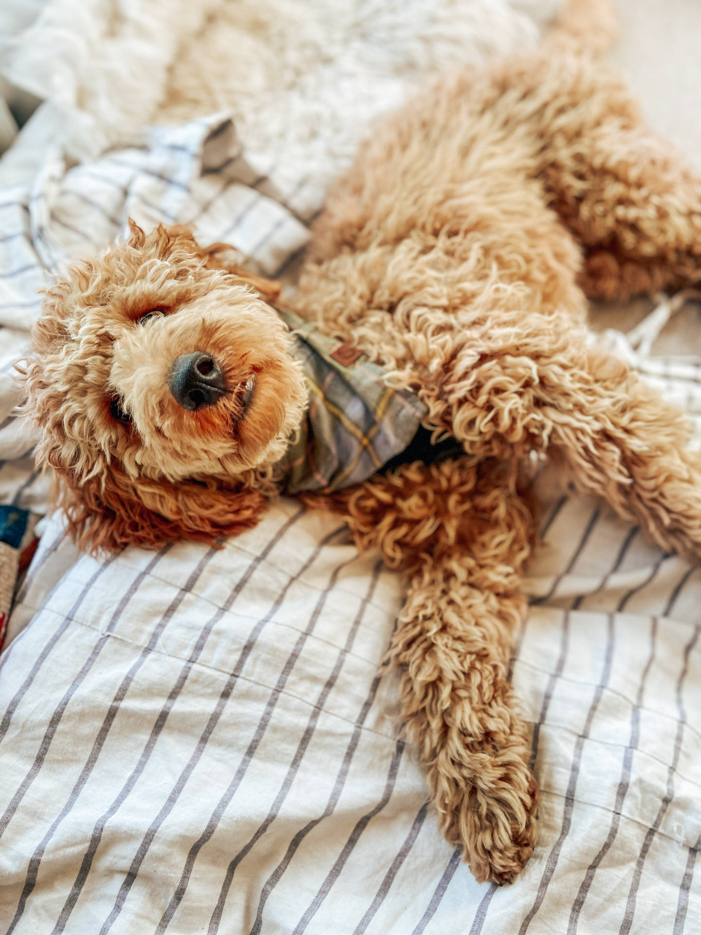 Toy Poodle Lying Down Background
