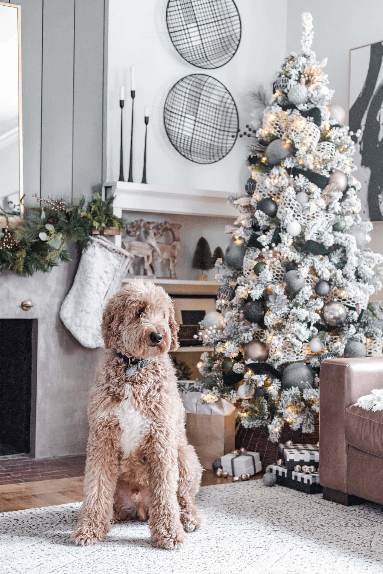 Toy Poodle Next To A Simple Aesthetic Cute Christmas Tree Background