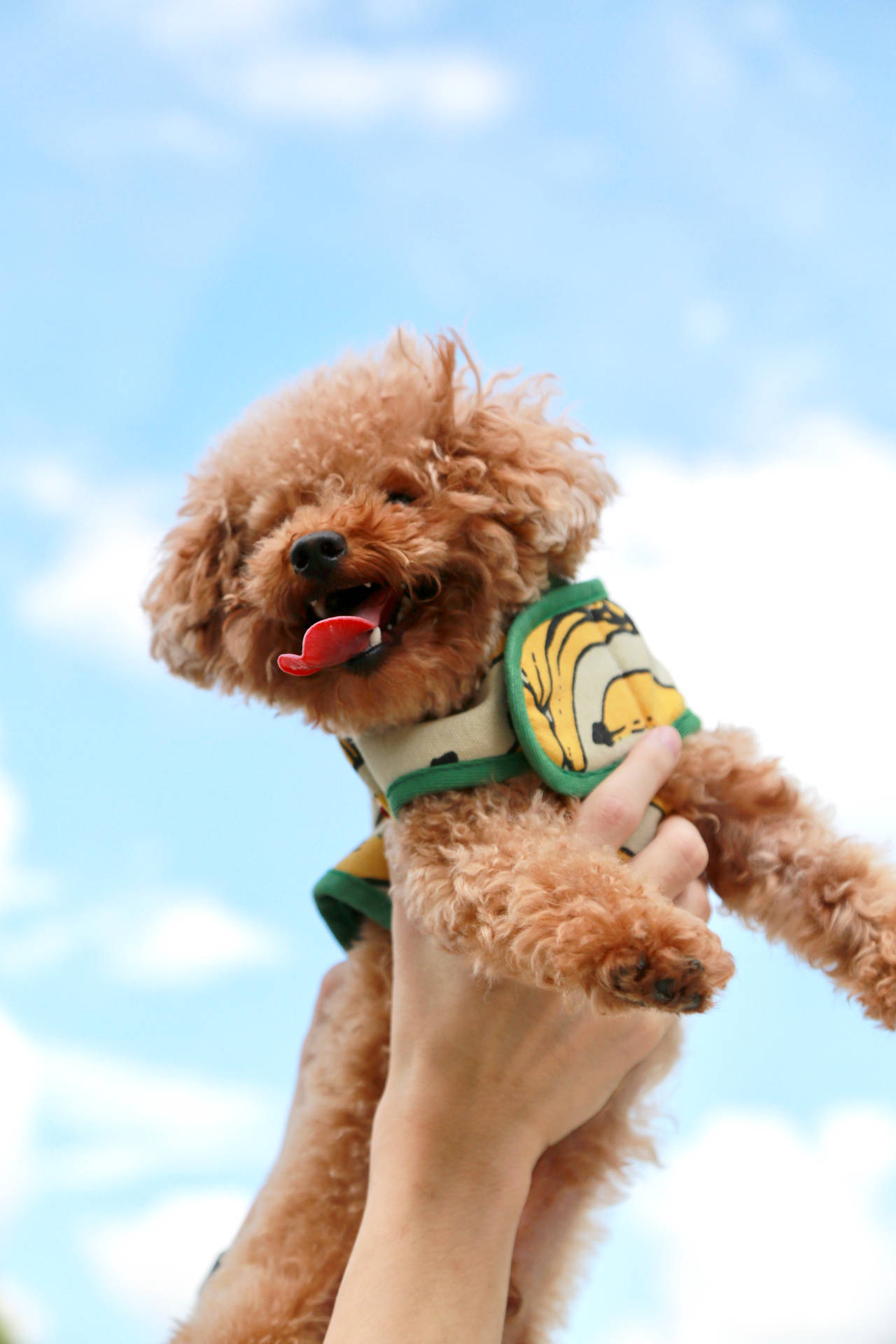 Toy Poodle On Clouds