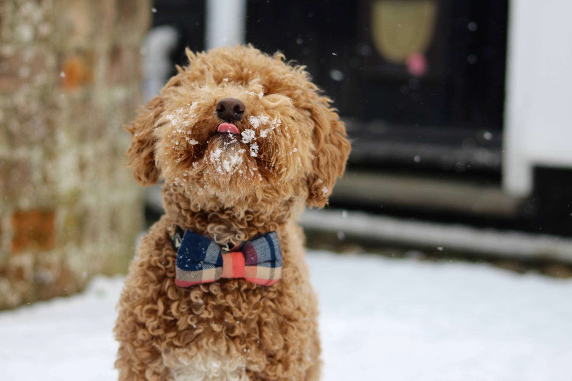 Toy Poodle Puppy Licking Snow Background