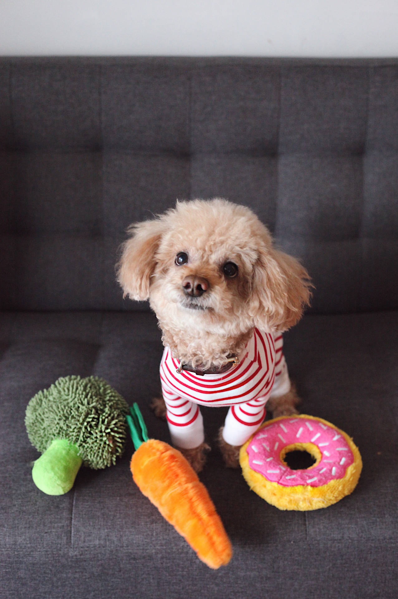 Toy Poodle With Plushies Background