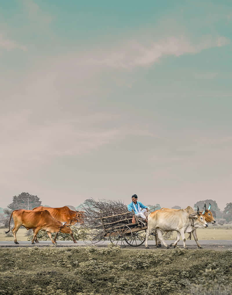 Traditional Farmer Oxen Cart Transportation Background