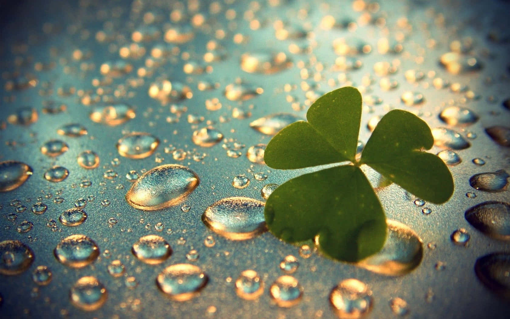 Traditional Irish Four-leaf Clover Or Shamrock For Good Luck