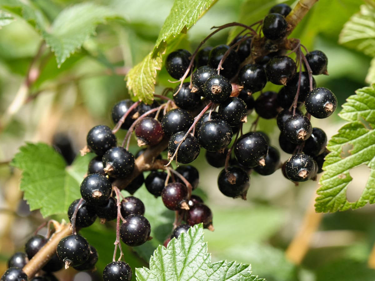 Trailing Fresh Blackcurrant