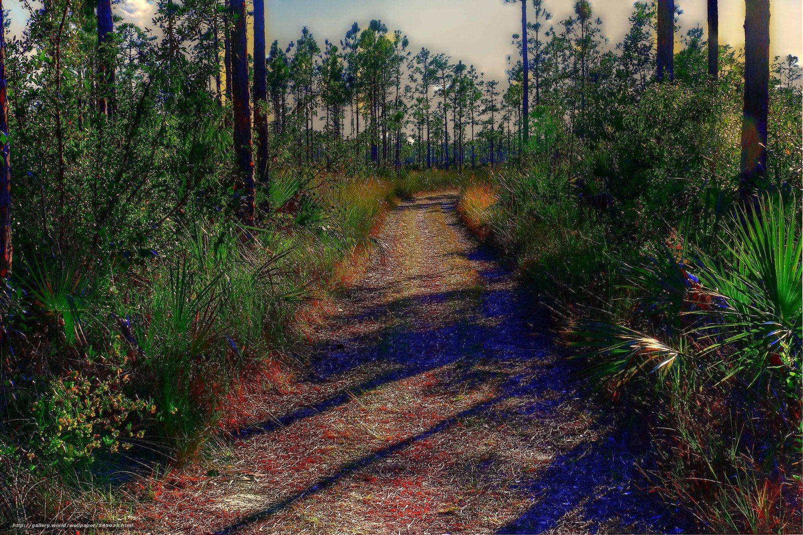 Trails At Everglades National Park Background