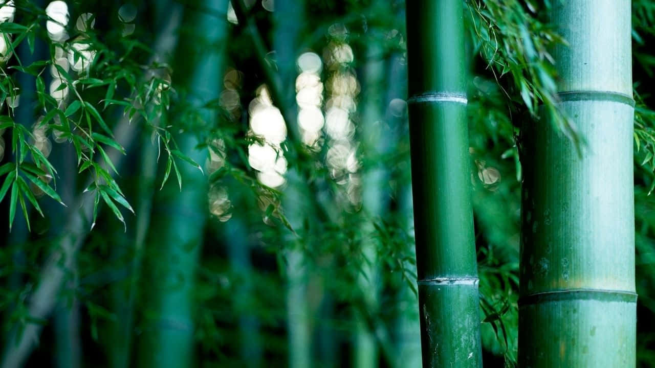 Tranquil_ Bamboo_ Forest_ Closeup.jpg Background