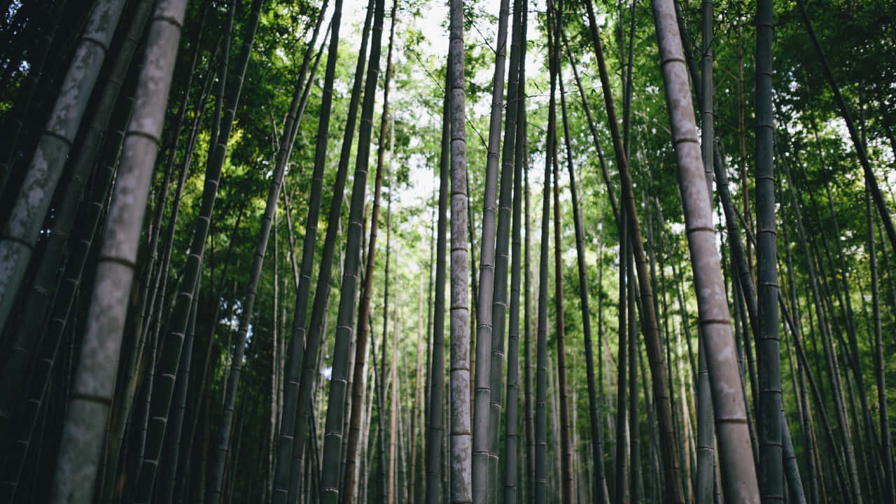 Tranquil_ Bamboo_ Forest_ Scene.jpg Background