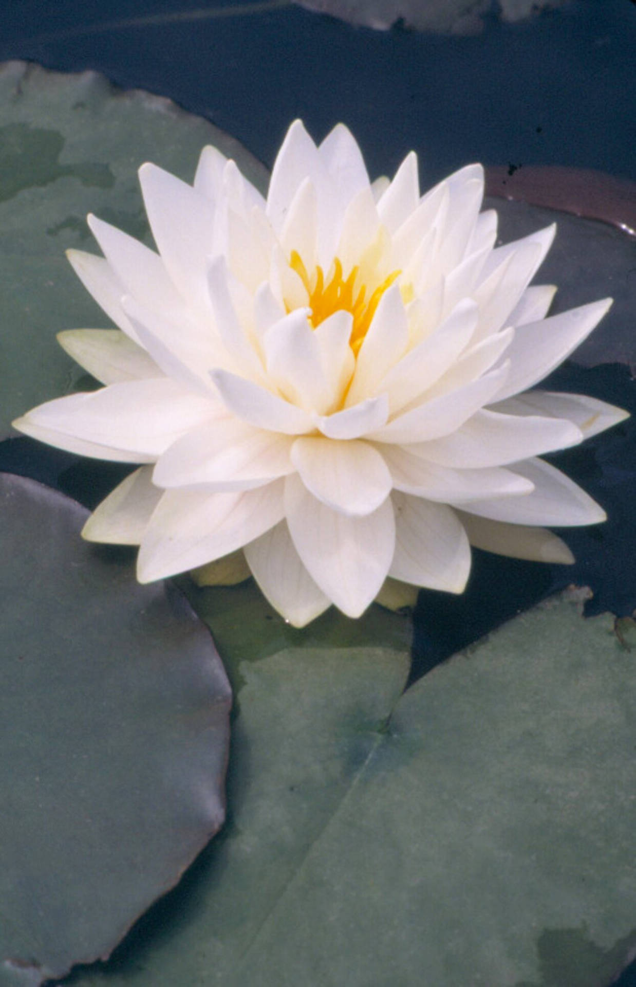 Tranquil Beauty Of A Blooming Water Lily In A Serene Pond. Background