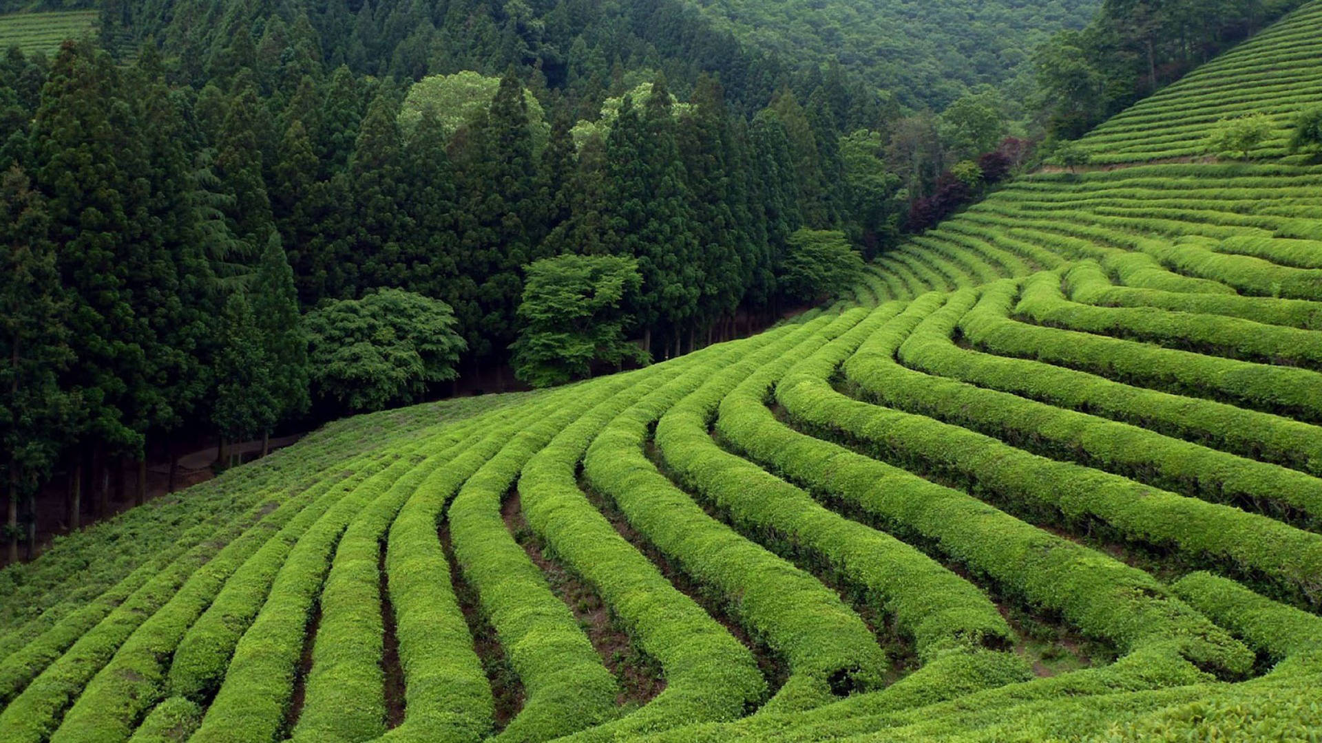 Tranquil Beauty Of Boseong Green Tea Garden