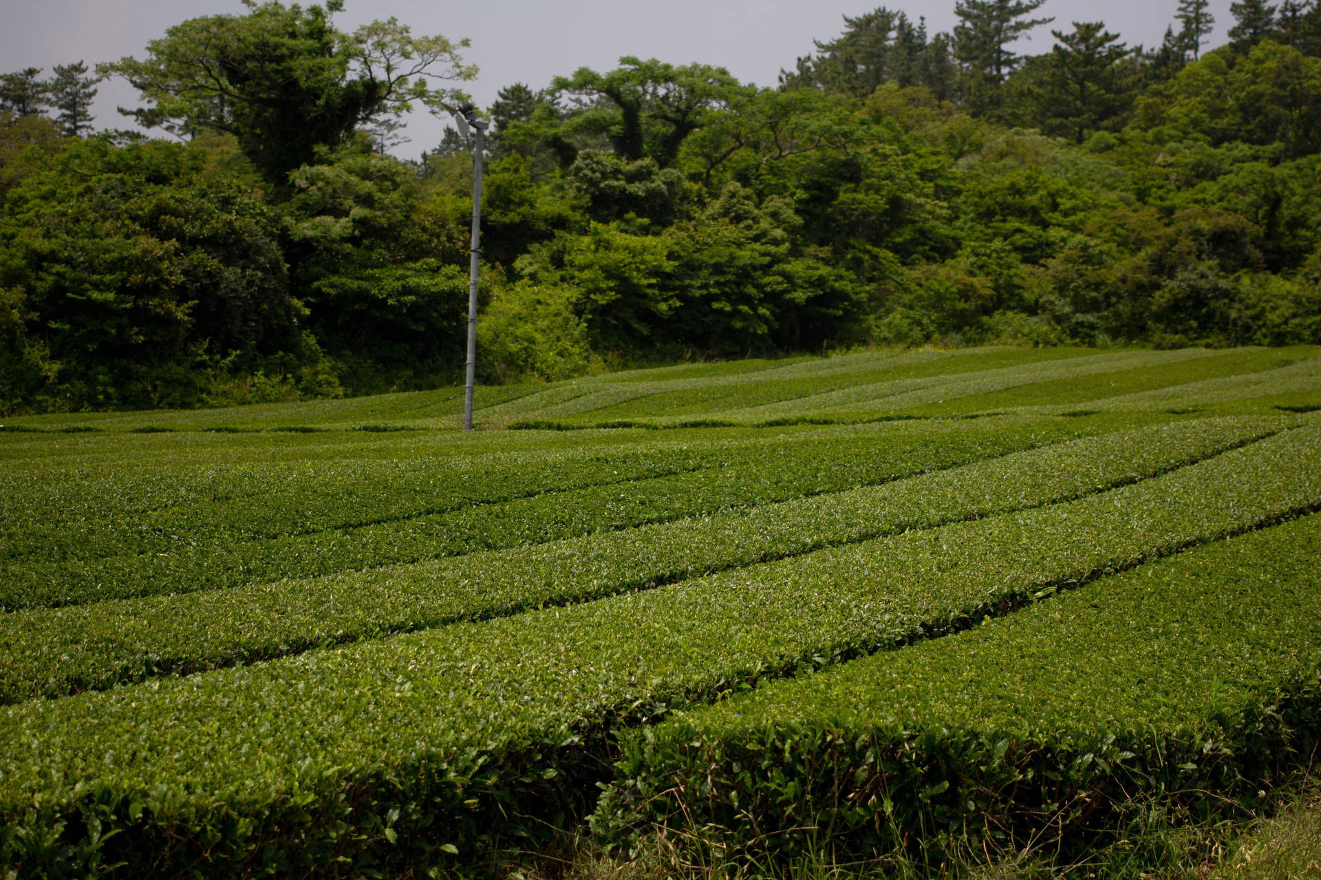 Tranquil Beauty Of Jeju Tea Garden In South Korea Background