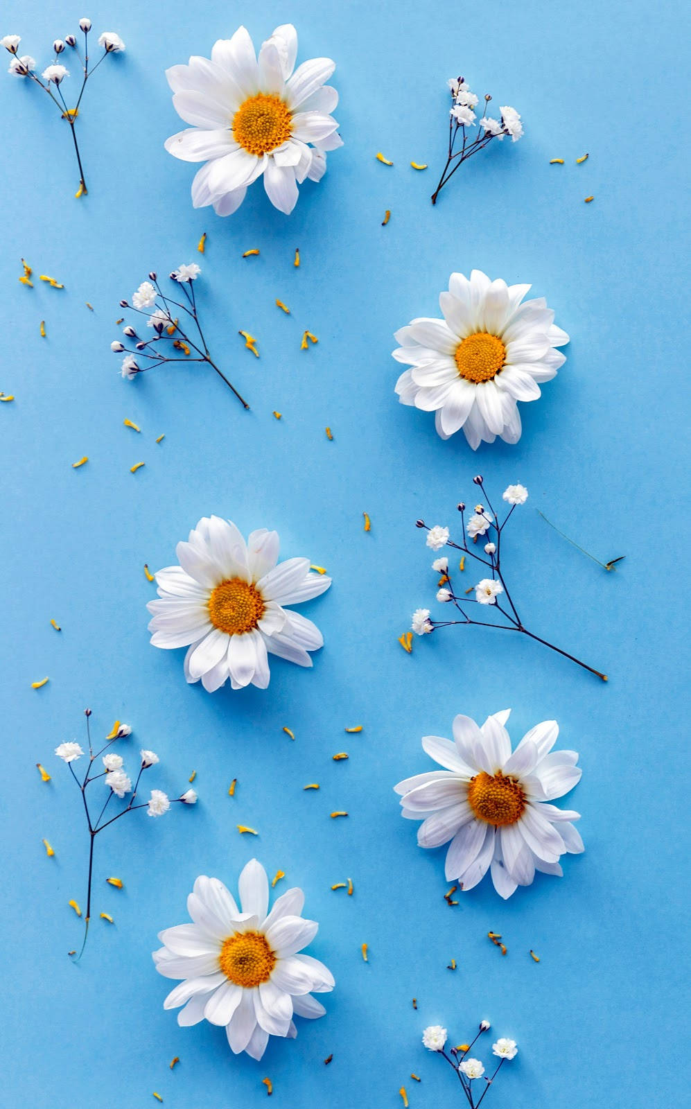 Tranquil Daisy Aesthetic On A Blue Table Background