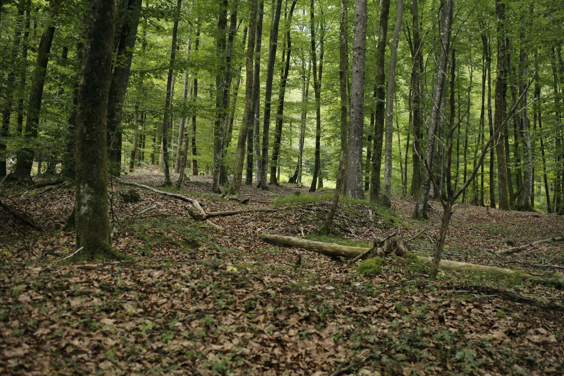Tranquil Forest Glade Background