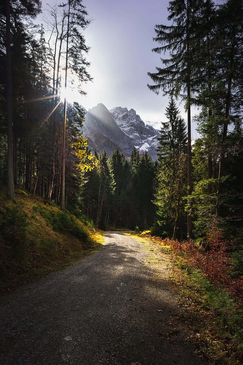 Tranquil Forest Path Leading To Majestic Mountain Vista Background