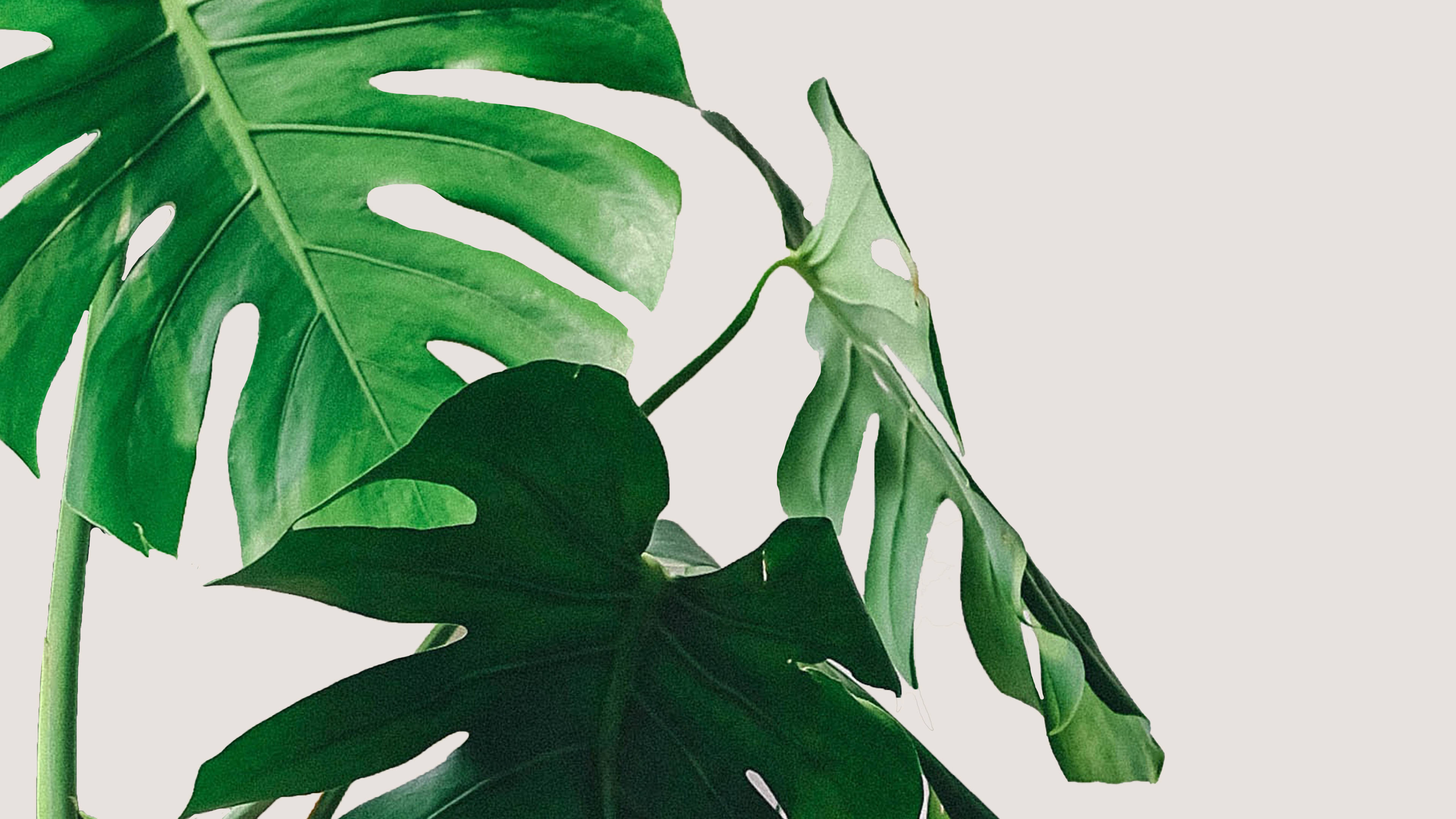 Tranquil Monstera Leaf In Minimalist Setting Background