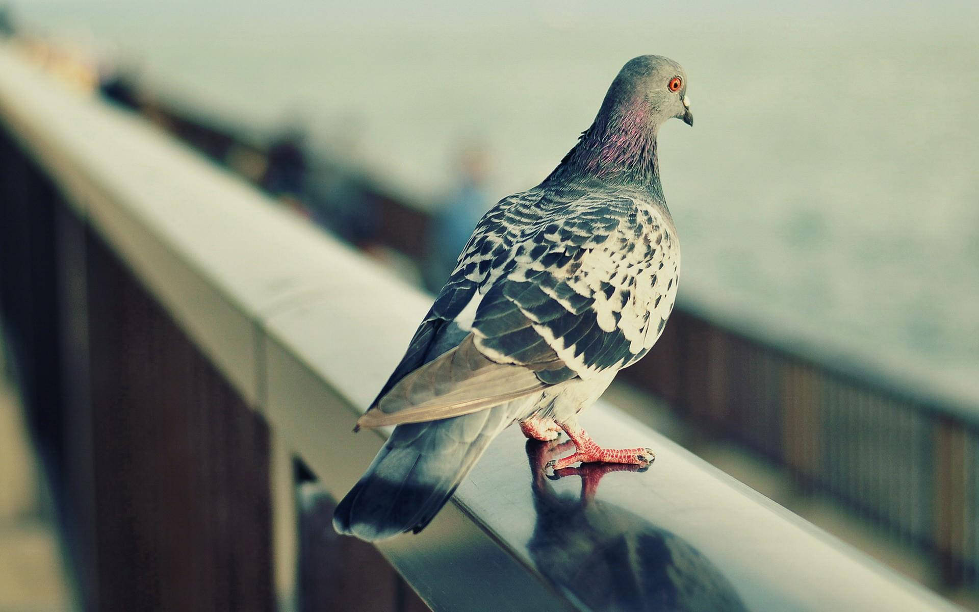 Tranquil Pigeon Overlooking The Ocean Background