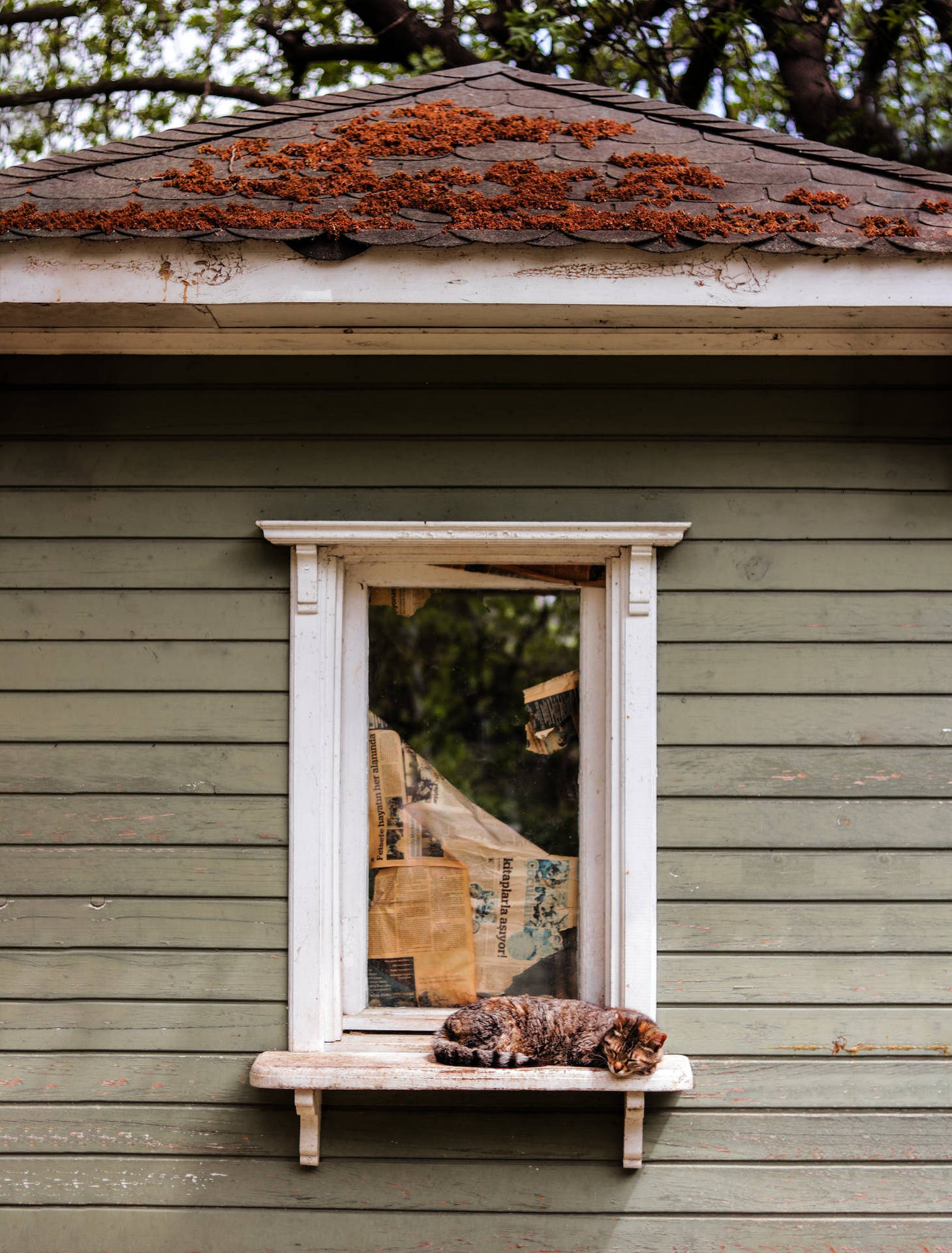 Tranquil Rustic Fall Home With A Cat Background