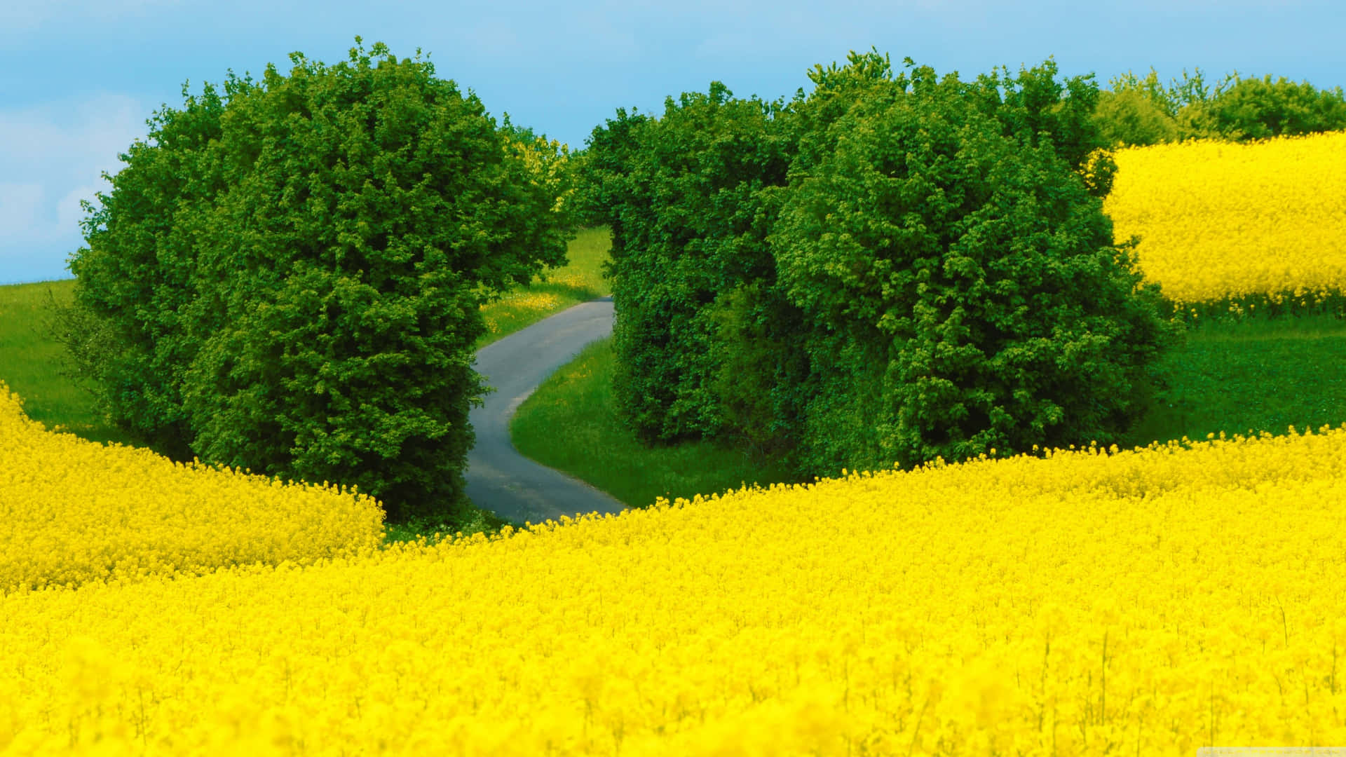 Tranquil Scene In Pristine Rapeseed Field Background