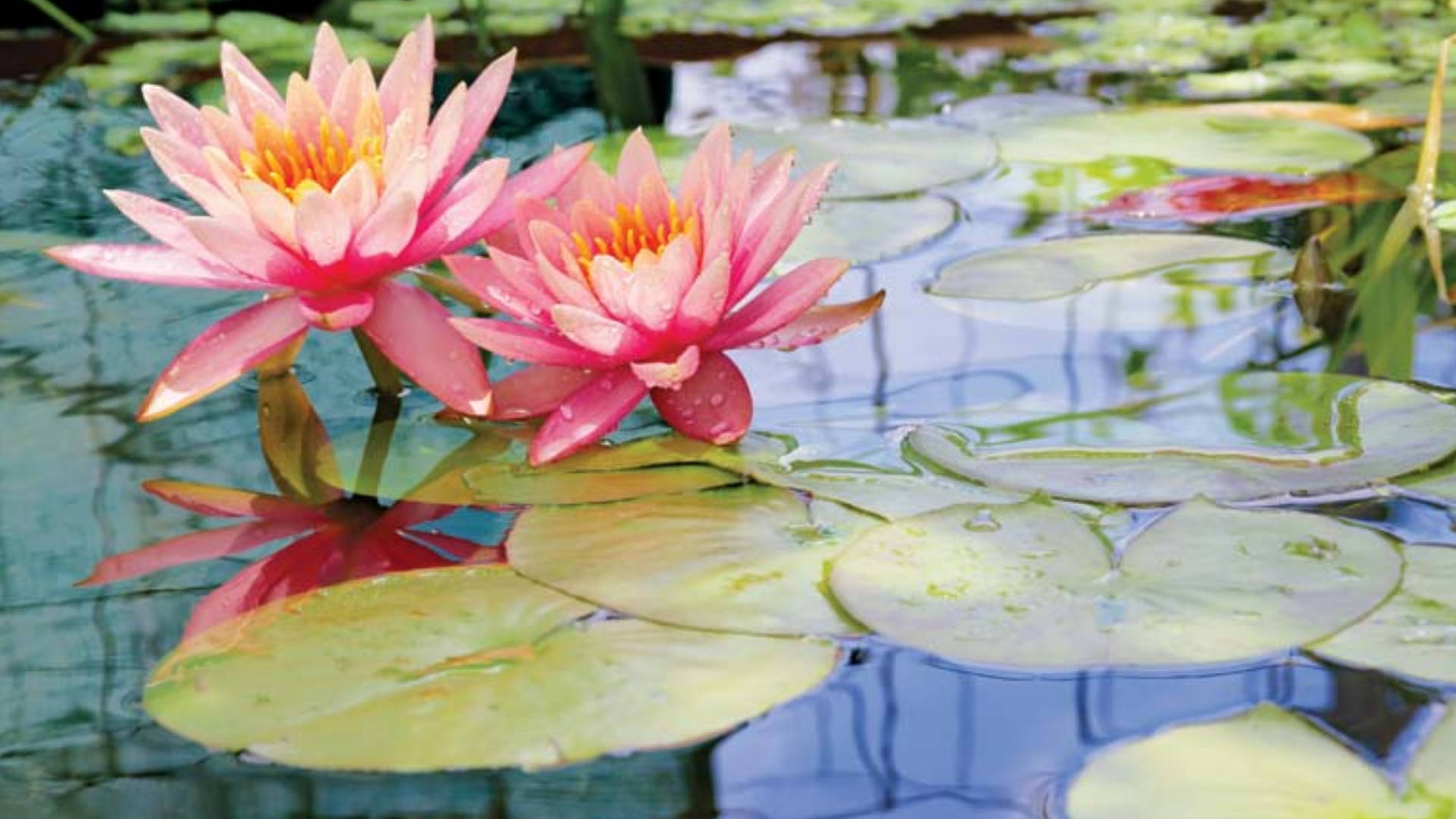 Tranquil Scene Of Splendid Water Lilies Blooming Amidst Lush Foliage. Background